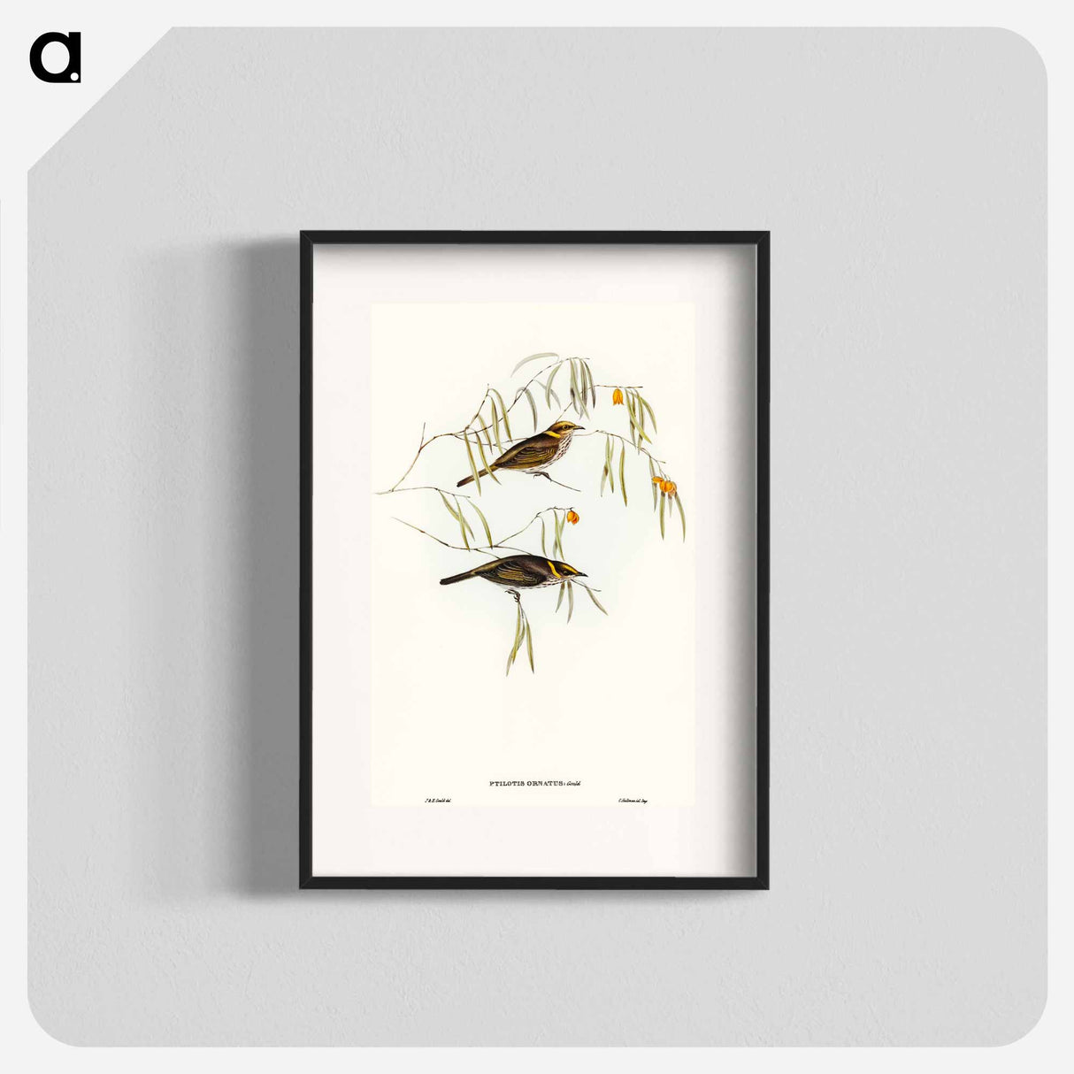 アートポスター-Graceful Honey-eater
- オーストラリアの鳥 Poster.