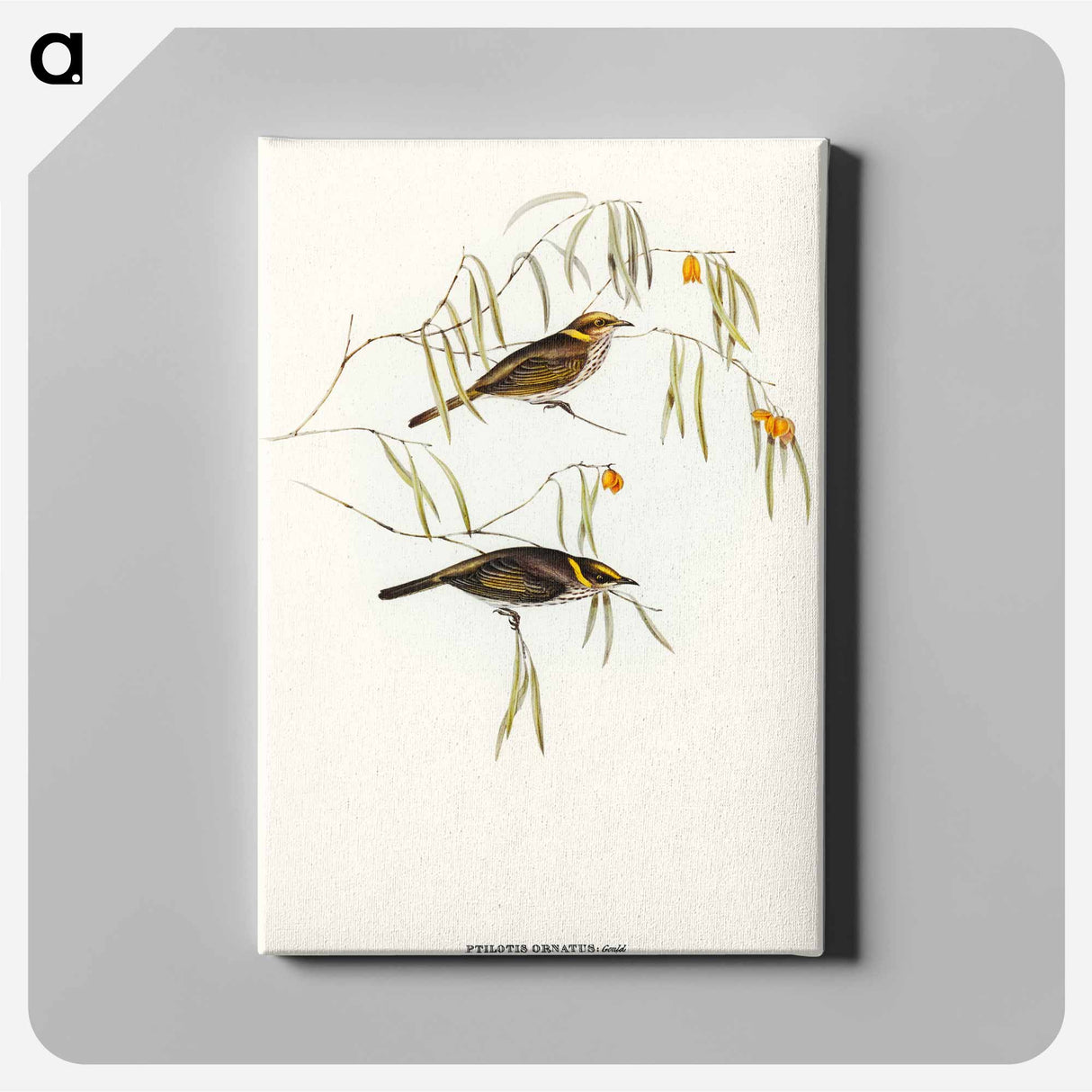 アートパネル-Graceful Honey-eater
- オーストラリアの鳥 Canvas.