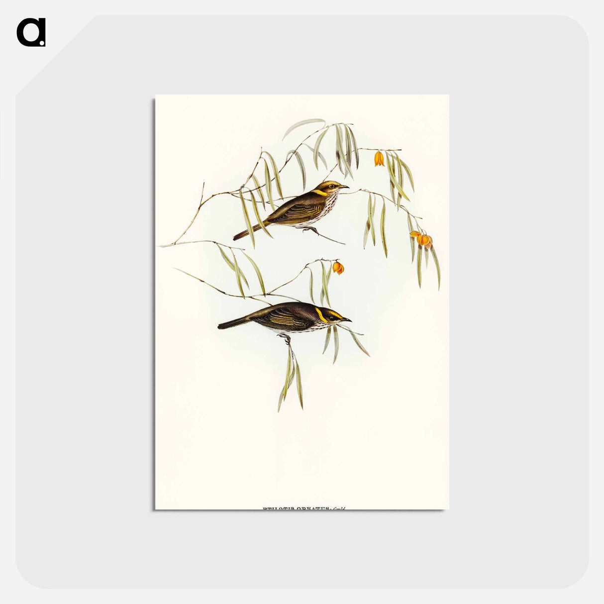 アートポストカード-Graceful Honey-eater
- オーストラリアの鳥 Postcard.