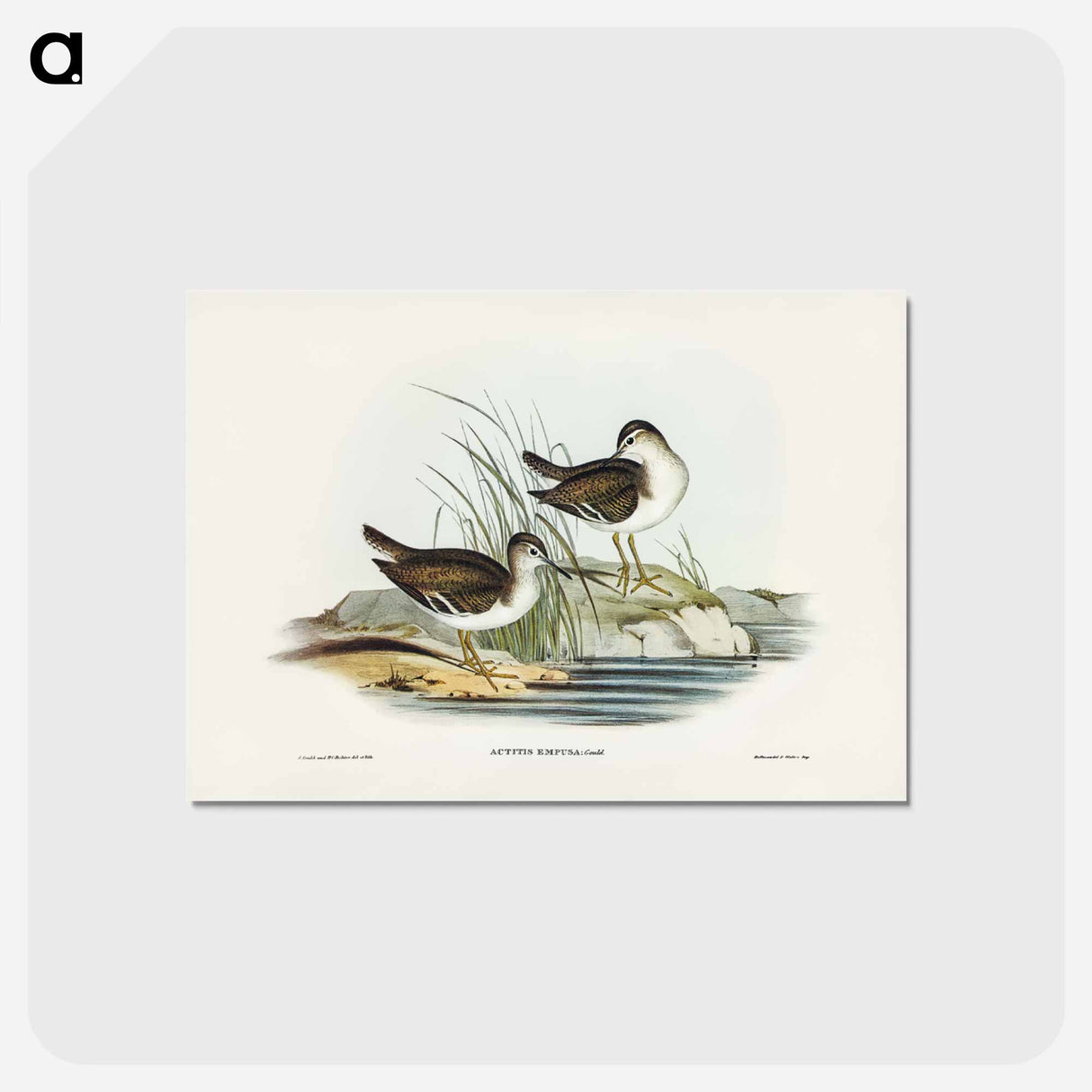 アートポストカード-Fairy Sandpiper
- ジョン グールド Postcard.