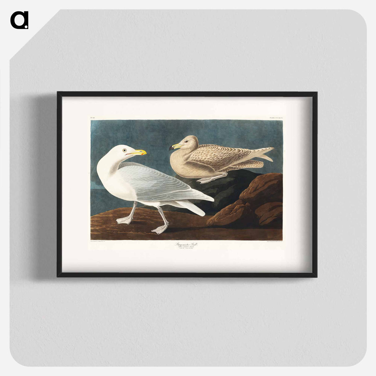 アートポスター-Burgomaster Gull
- ジョン ジェームス オーデュボン Poster.