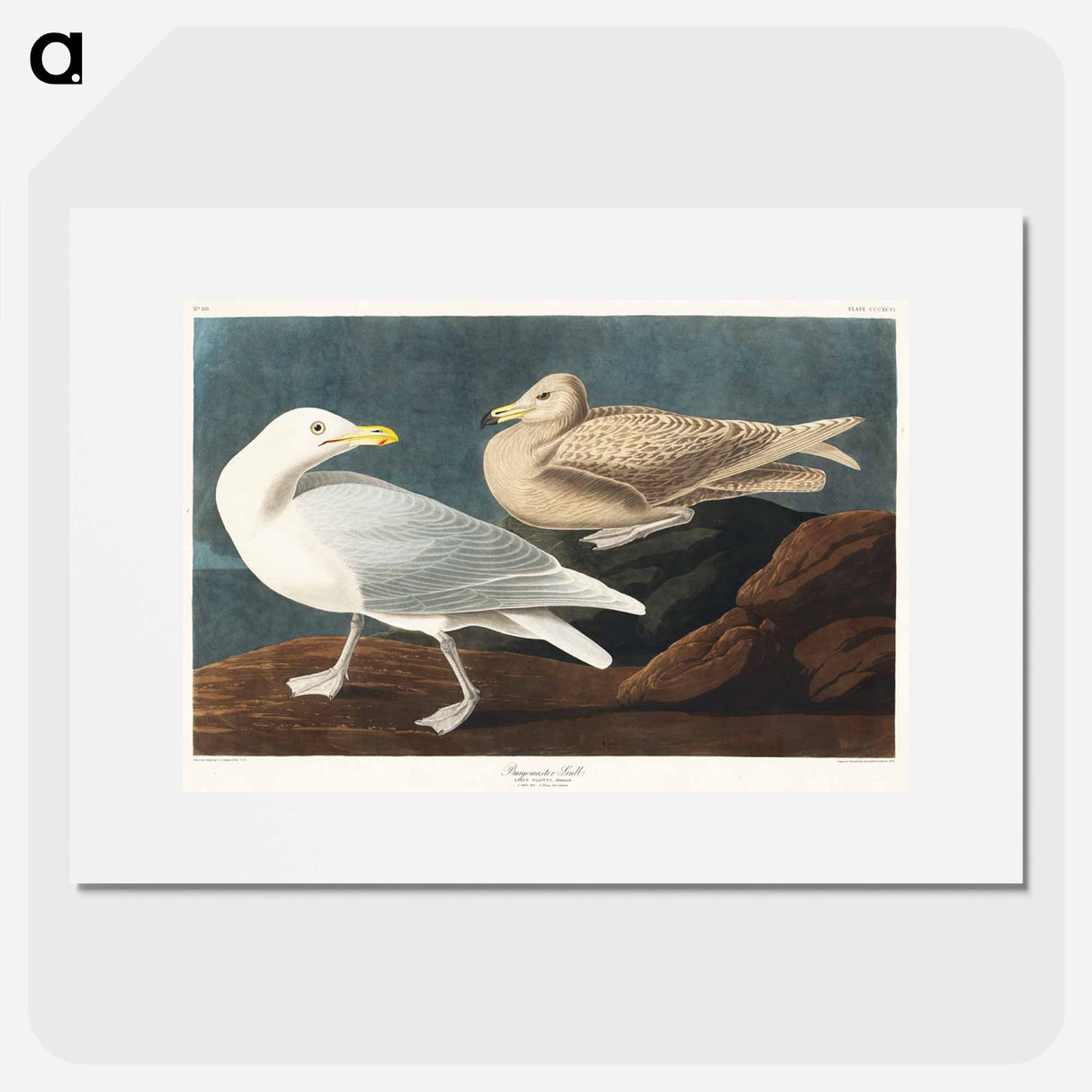 アートポスター-Burgomaster Gull
- ジョン ジェームス オーデュボン Poster.