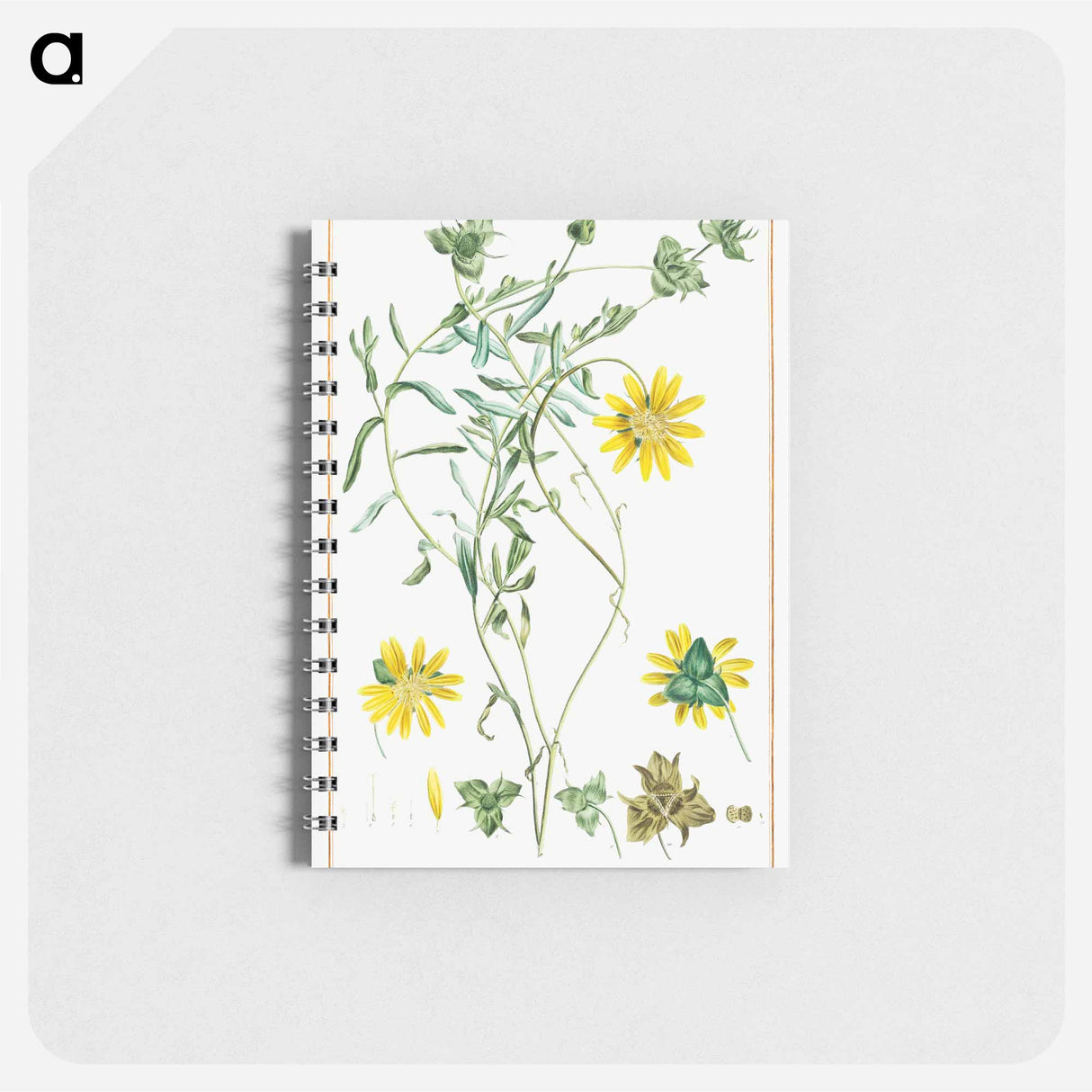 Didelta Tetragoniaefolia - ピエール ジョゼフ ルドゥーテ Memo.