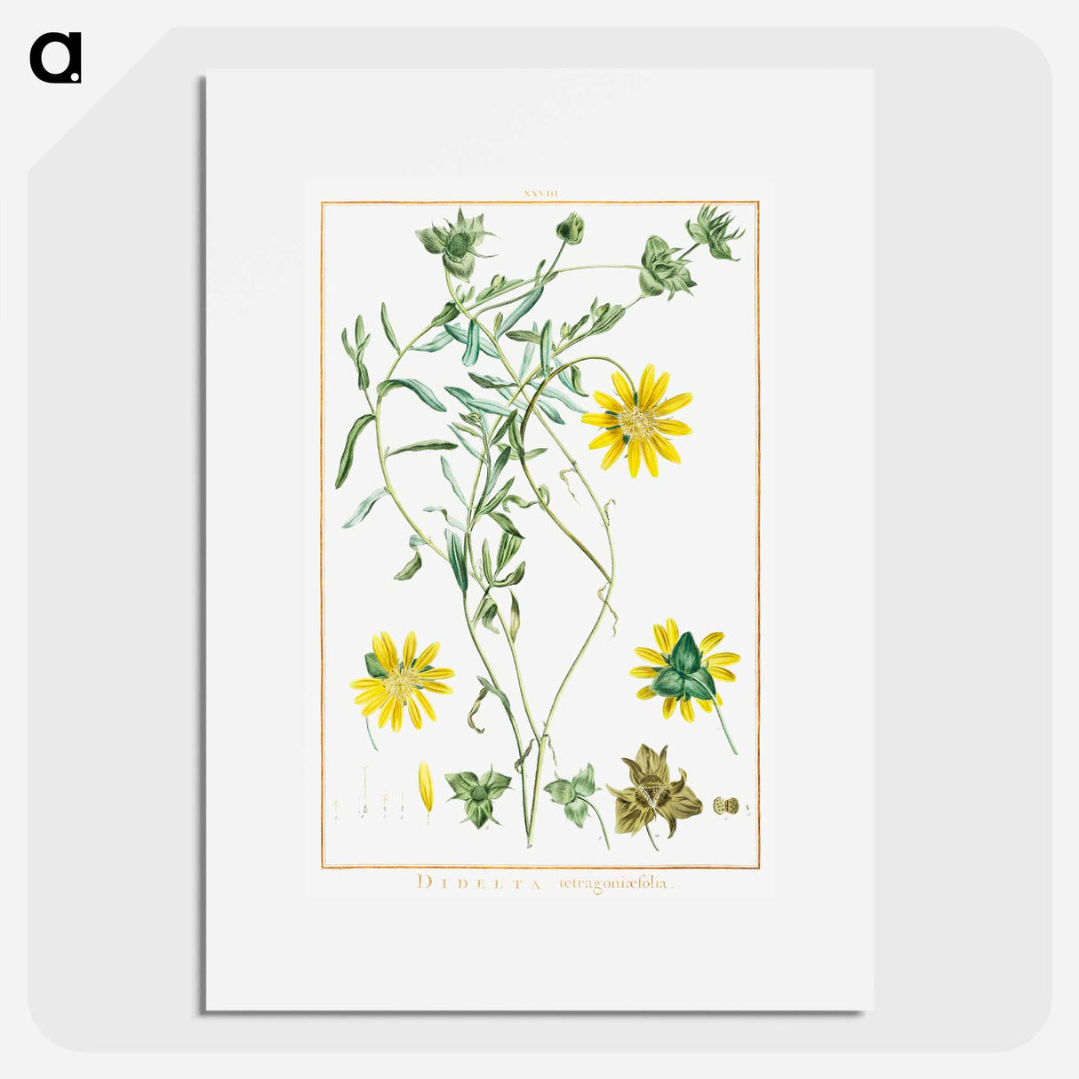 Didelta Tetragoniaefolia - Pierre Joseph Redouté Poster.