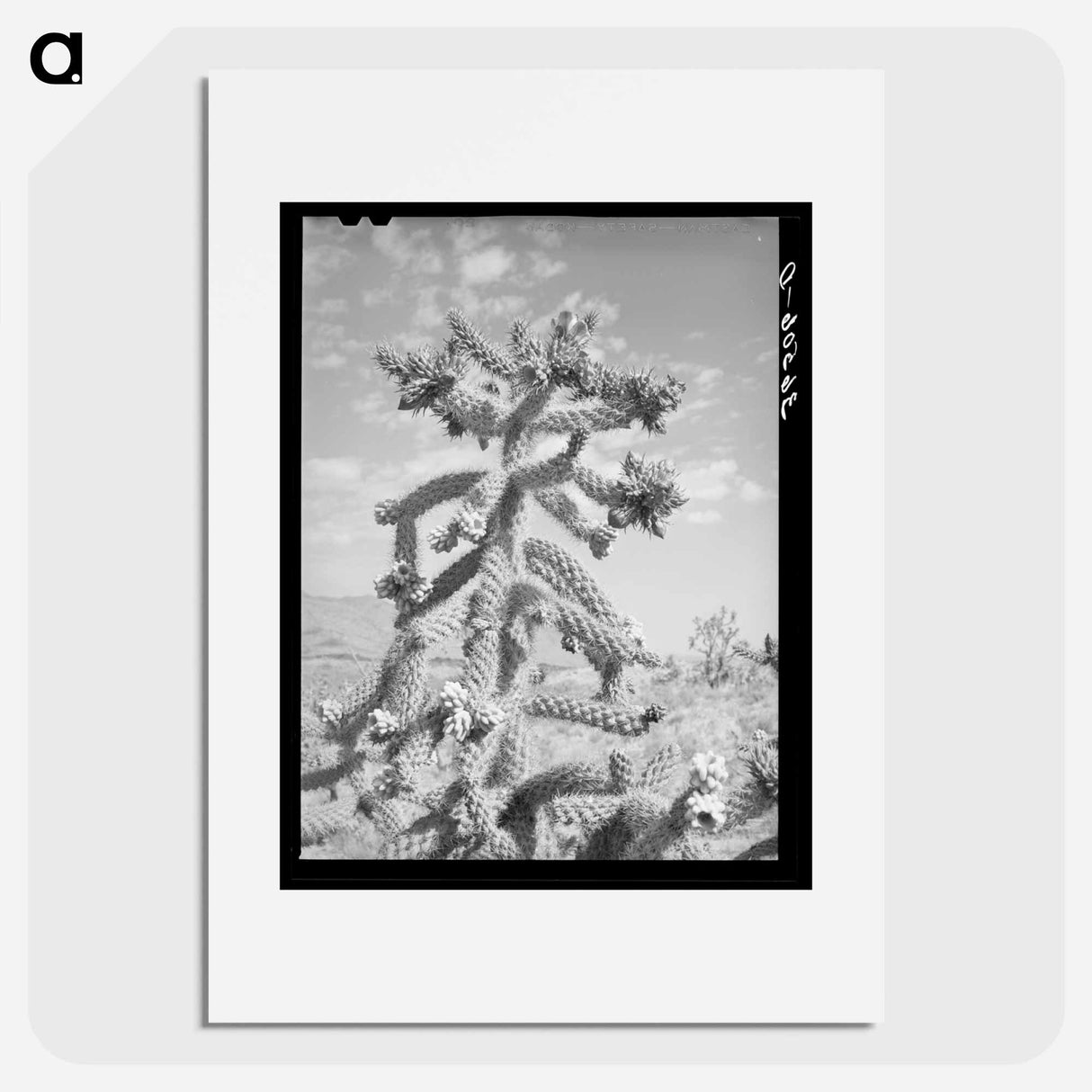 アートポスター-Cactus in Bloom, Graham County
- ラッセル リー Poster.