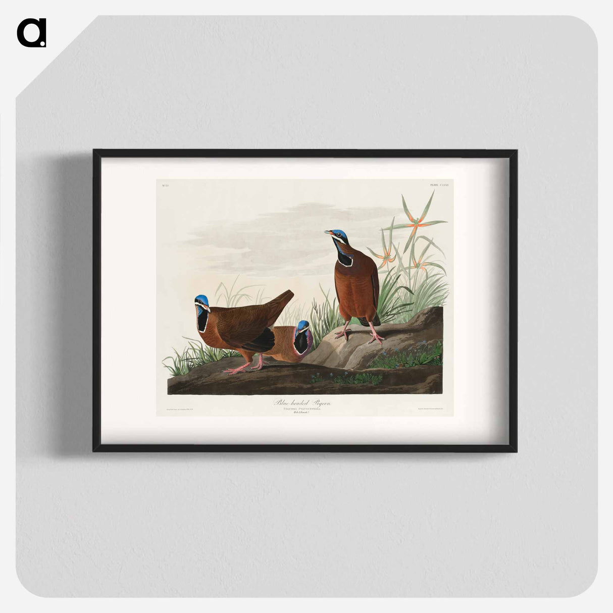 アートポスター-Blue-headed Pigeon from Birds of America
- アメリカの鳥たち Poster.