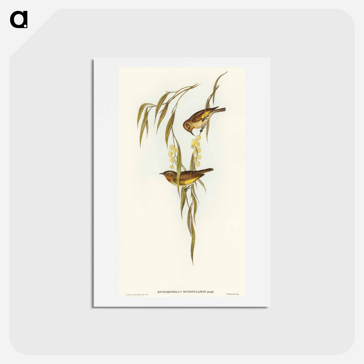 アートポストカード-Red-throated Honey-eater
- オーストラリアの鳥 Postcard.