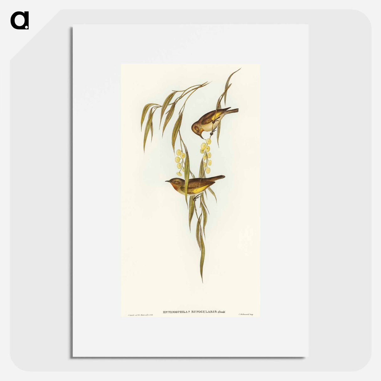 アートポスター-Red-throated Honey-eater
- オーストラリアの鳥 Poster.