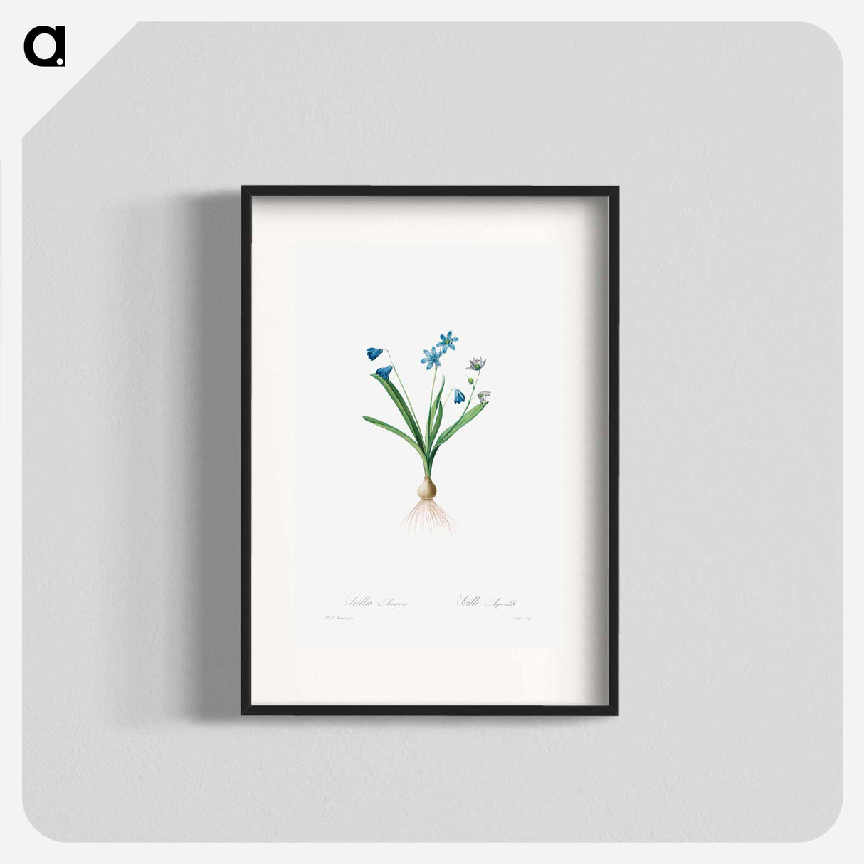 Scilla Amaena - ピエール ジョゼフ ルドゥーテ Poster.