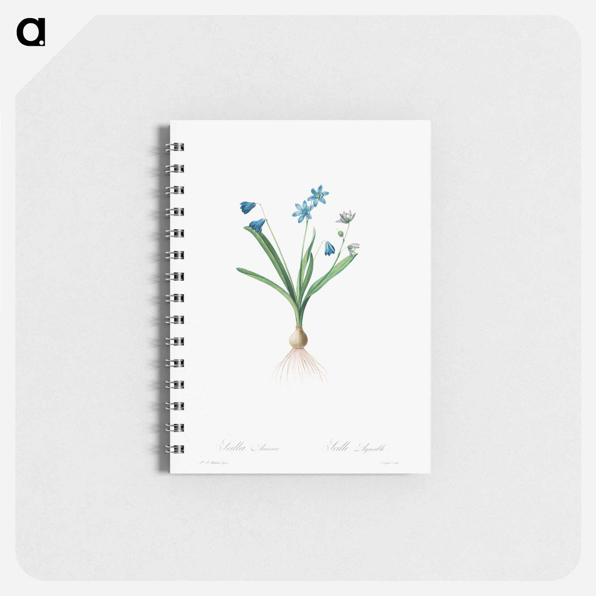 Scilla Amaena - ピエール ジョゼフ ルドゥーテ Memo.