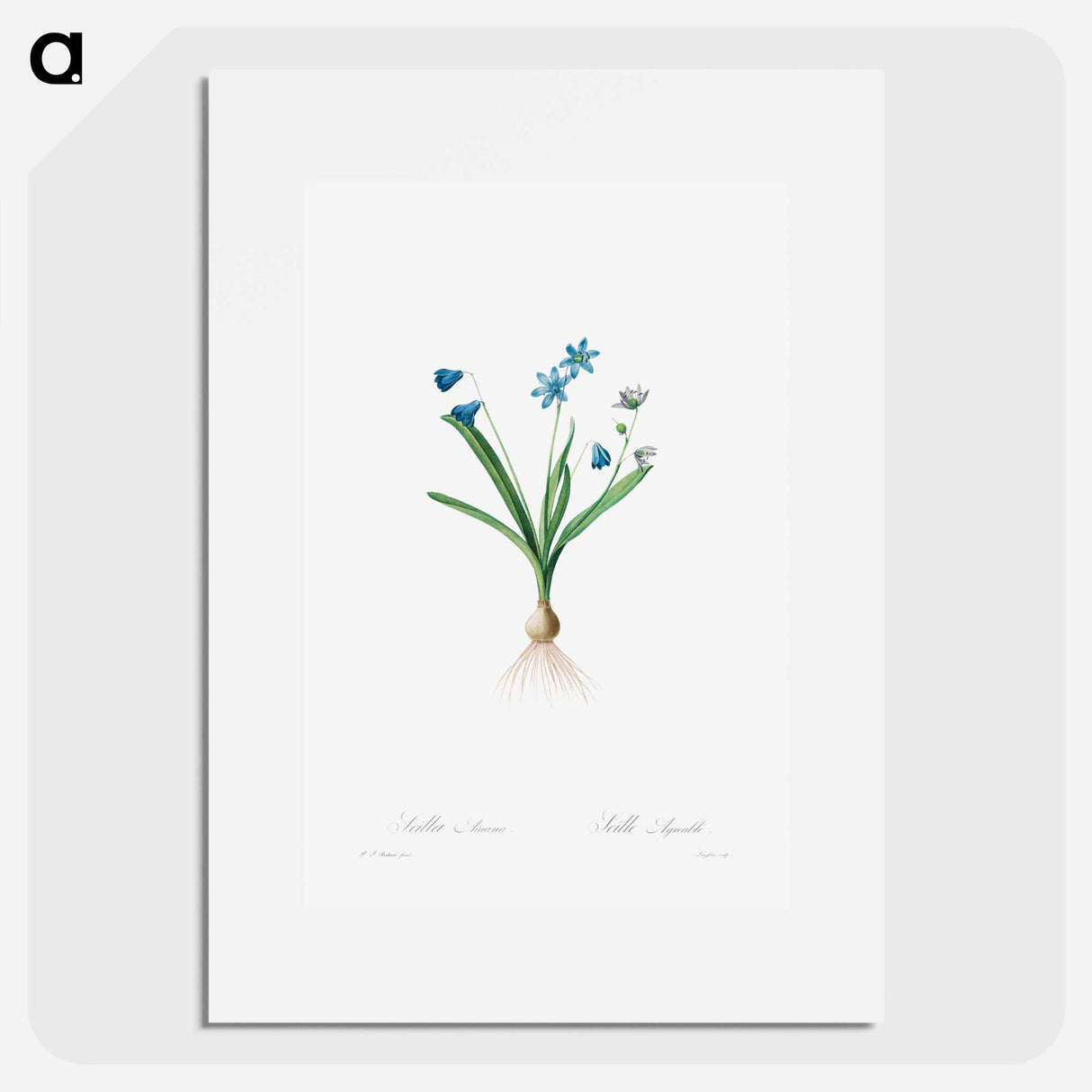 Scilla Amaena - ピエール ジョゼフ ルドゥーテ Poster.