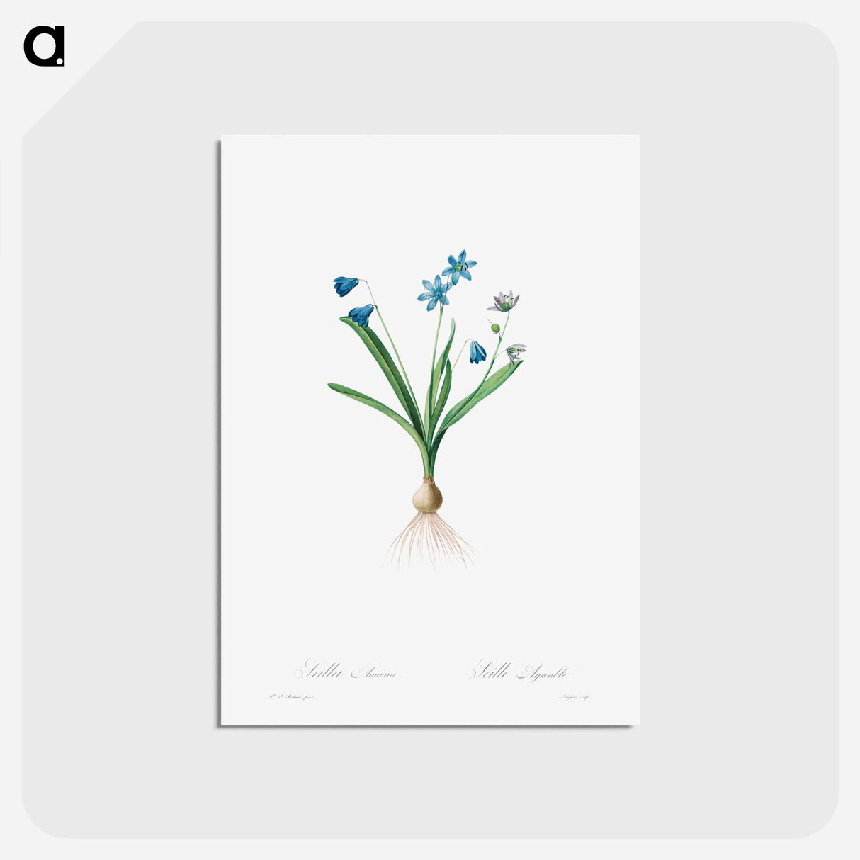アートポストカード-Scilla Amaena - ピエール ジョゼフ ルドゥーテ Postcard.
