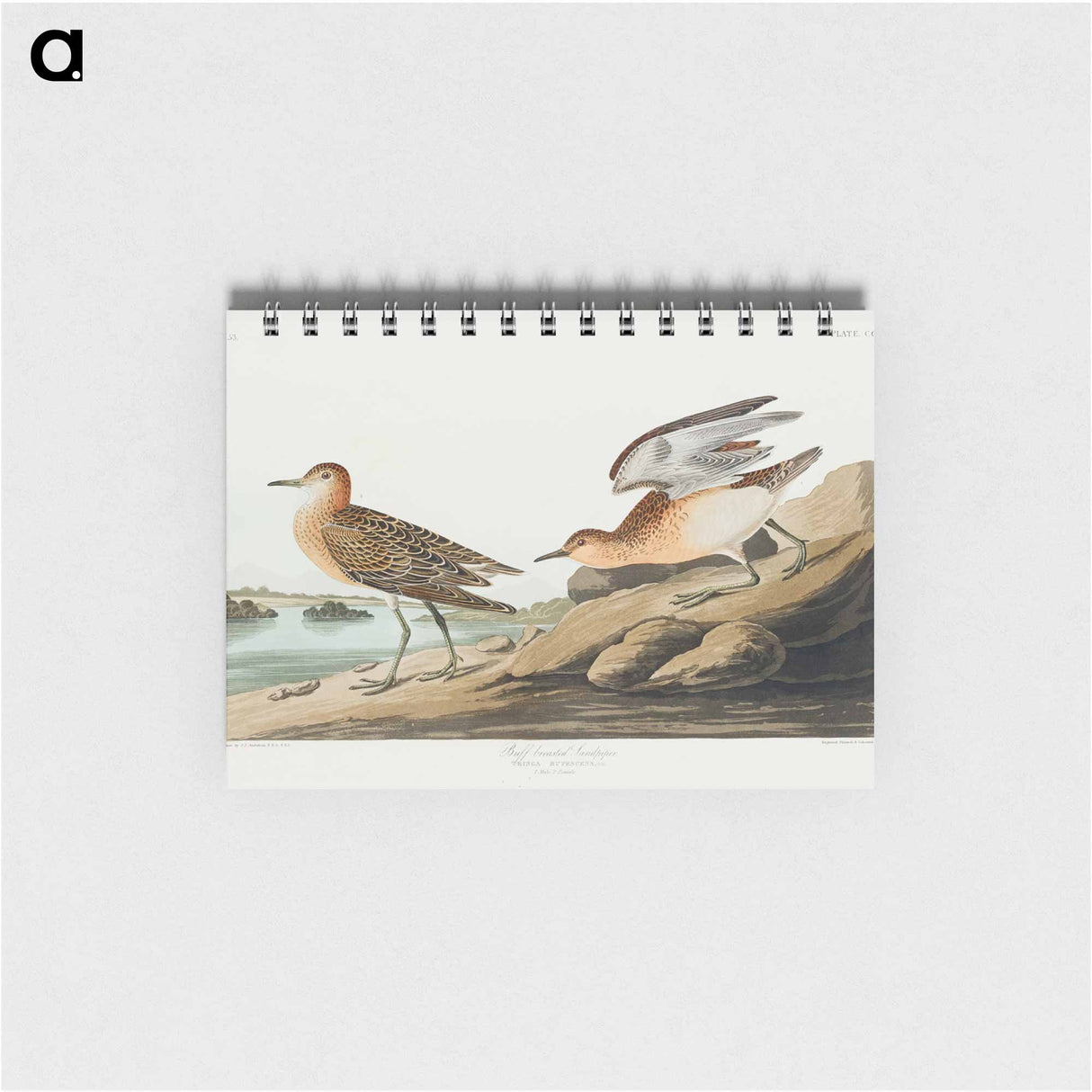 アートメモ帳-Buff breasted Sandpiper from Birds of America
- アメリカの鳥たち Memo.