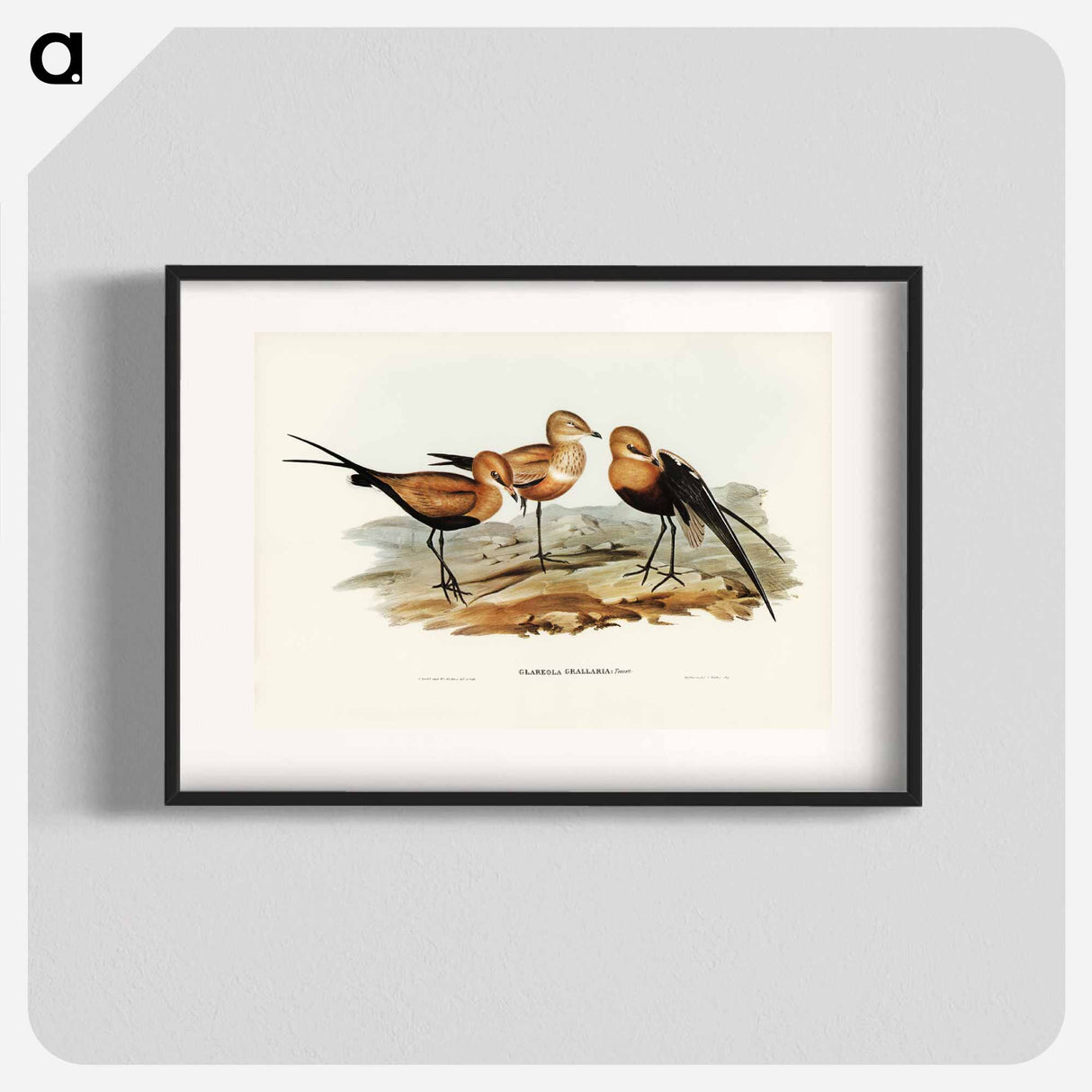 アートポスター-Australian Pratincole
- ジョン グールド Poster.
