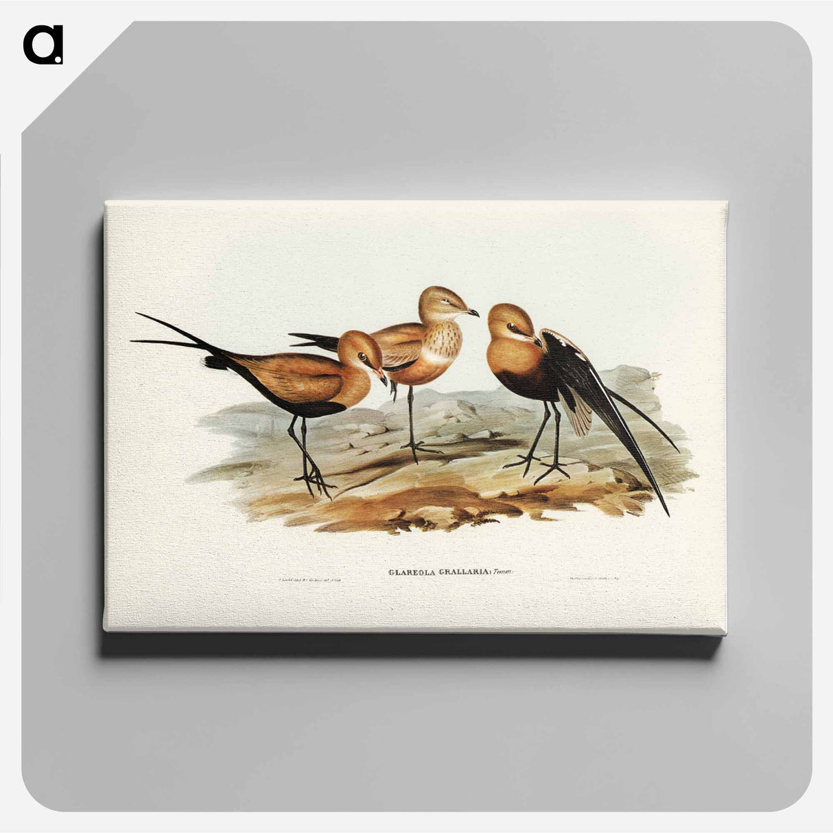 アートパネル-Australian Pratincole
- ジョン グールド Canvas.