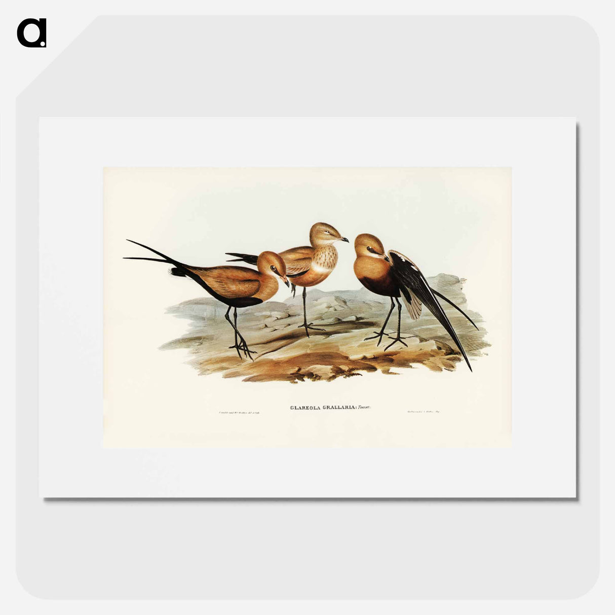 アートポスター-Australian Pratincole
- ジョン グールド Poster.