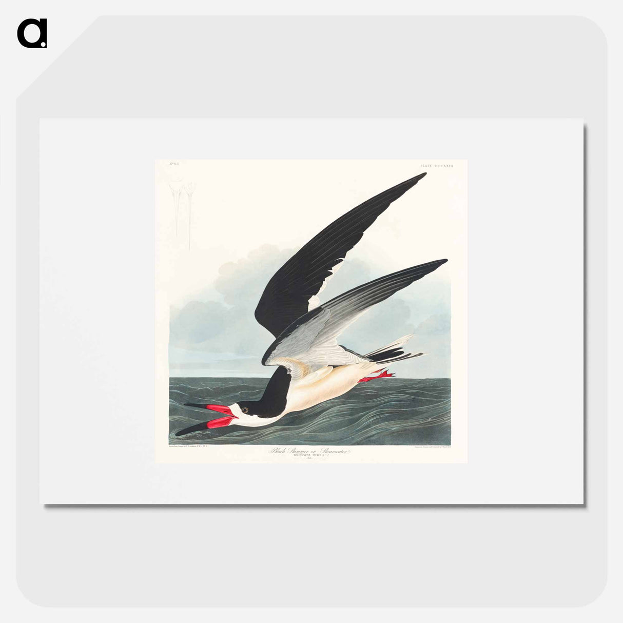 アートポスター-Black Skimmer
- ジョン ジェームス オーデュボン Poster.
