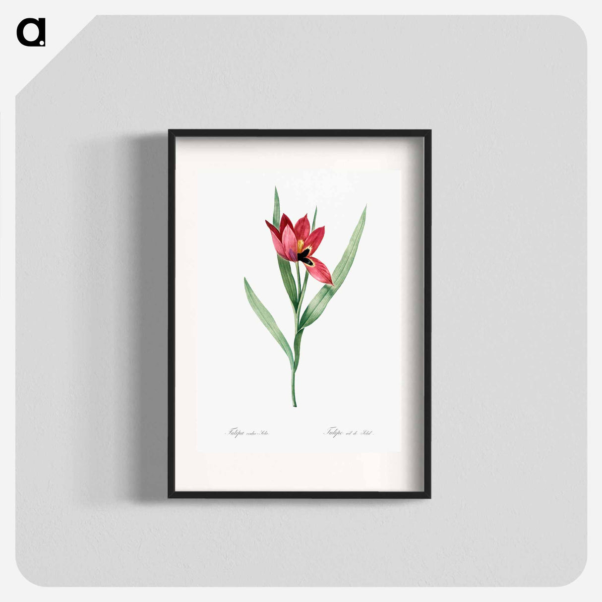 Tulipa oculus Colis - ピエール ジョゼフ ルドゥーテ Poster.