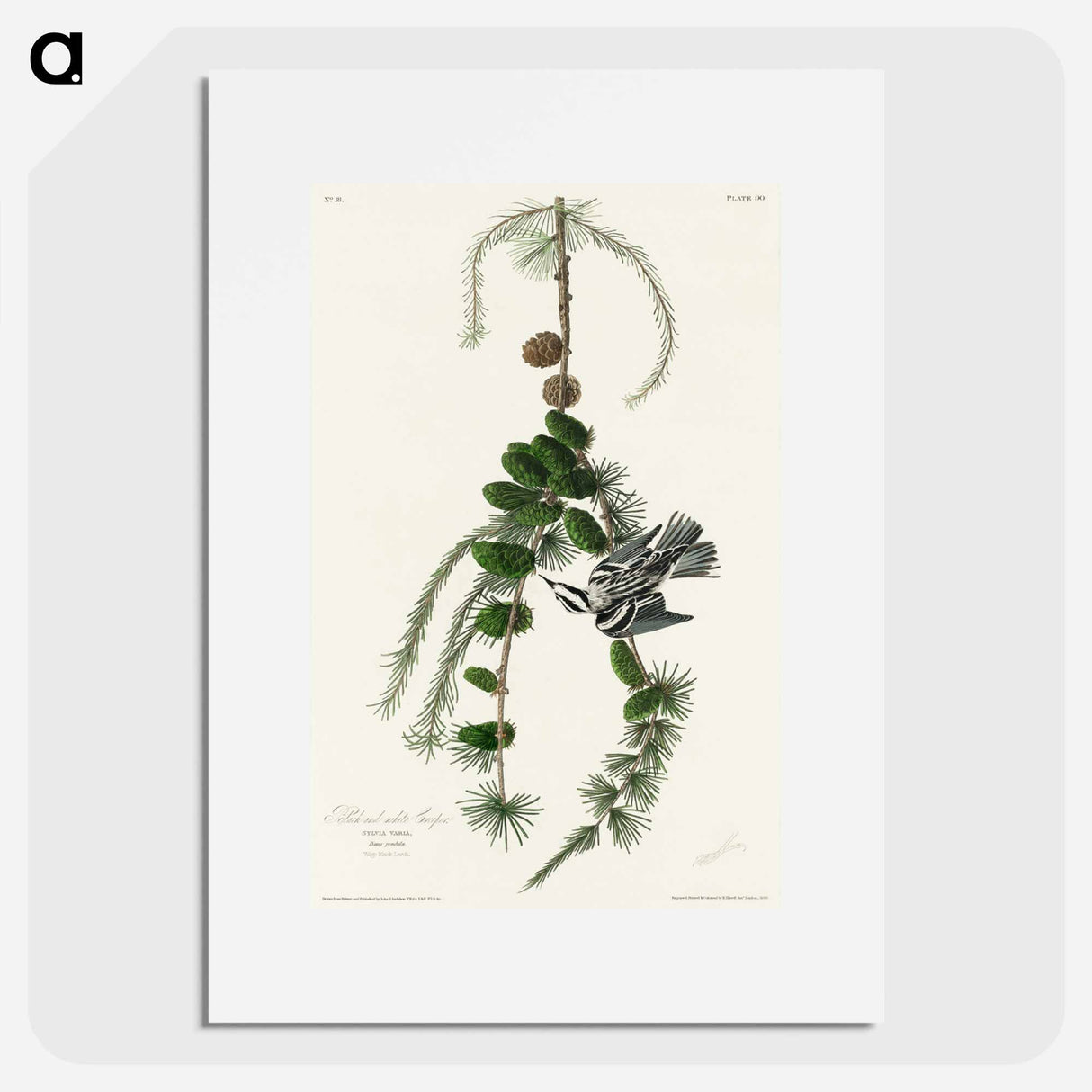 アートポスター-Black & White Creeper from Birds of America
- アメリカの鳥たち Poster.
