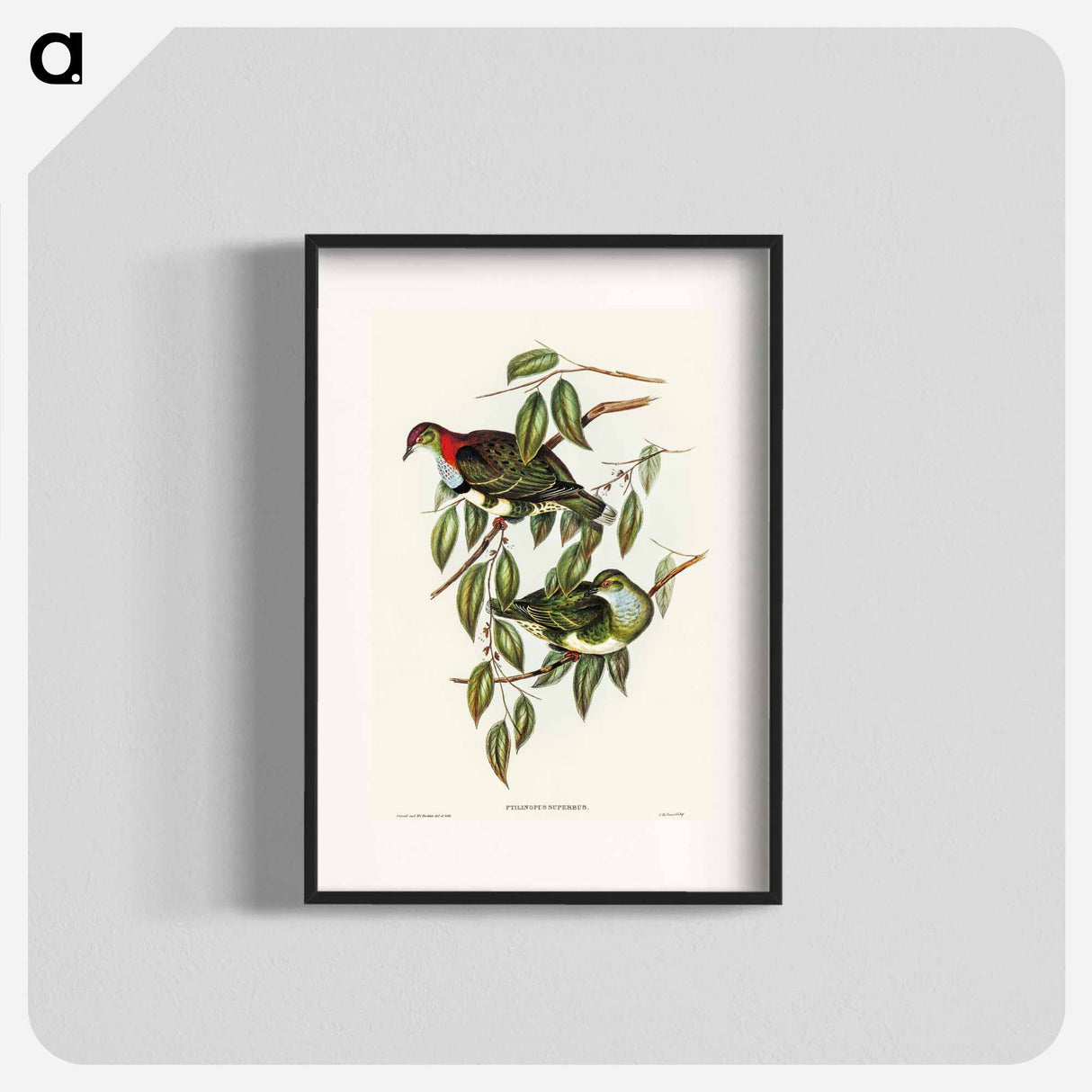 Superb Fruit Pigeon
- オーストラリアの鳥 Poster.