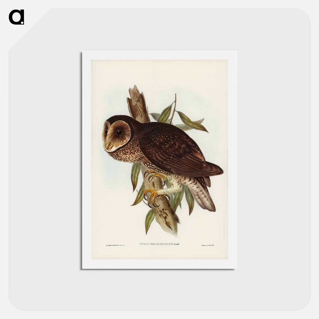 アートポストカード-Sooty Owl
- ジョン グールド Postcard.