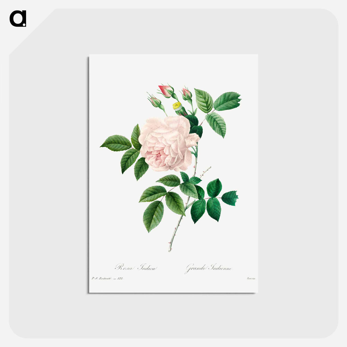 アートポストカード-White rose - ピエール ジョゼフ ルドゥーテ Postcard.