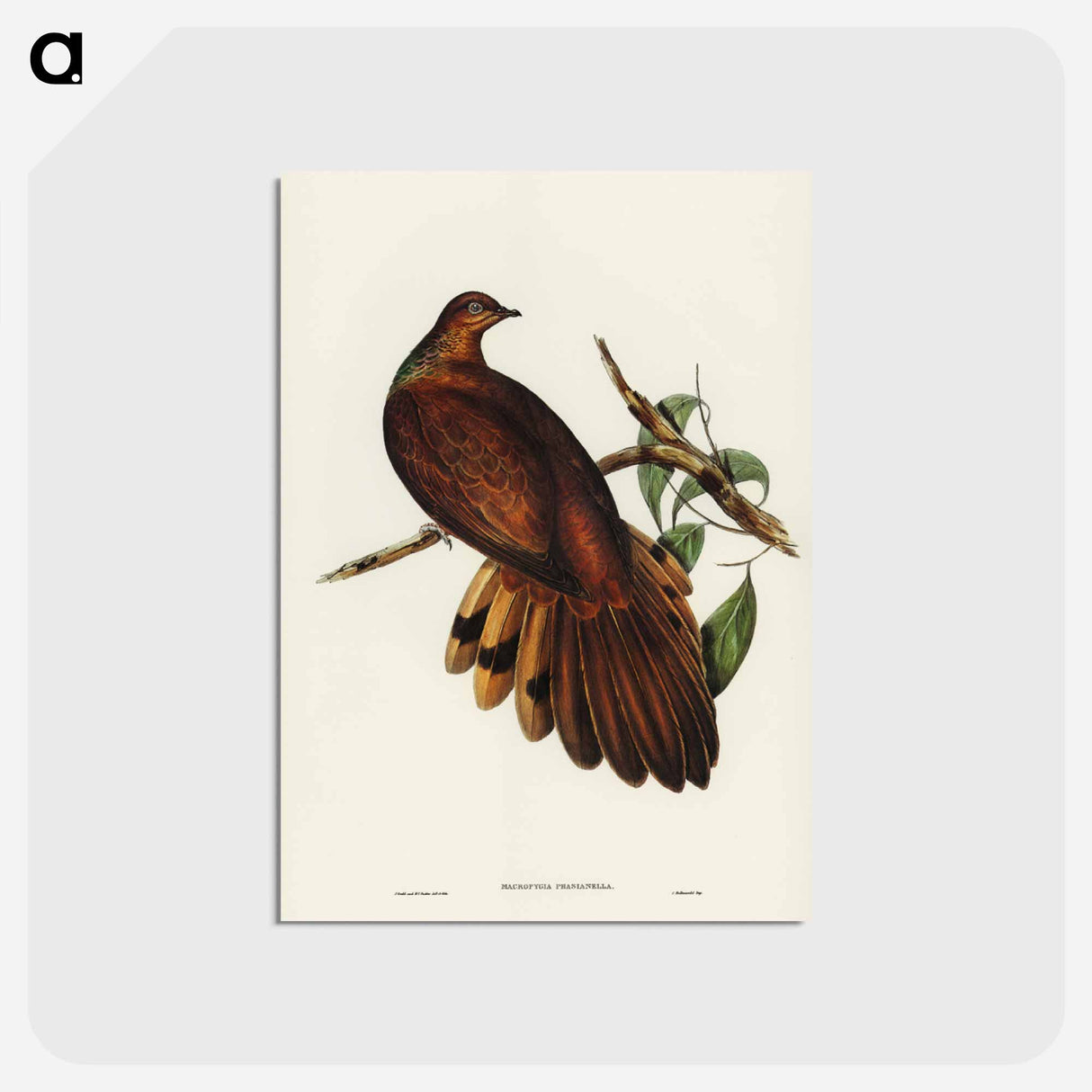 アートポストカード-Pheasant-tailed Pigeon
- ジョン グールド Postcard.