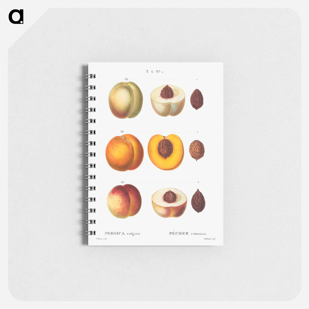 アートメモ帳-Peach (Persica vulgaris) - ピエール ジョゼフ ルドゥーテ Memo.