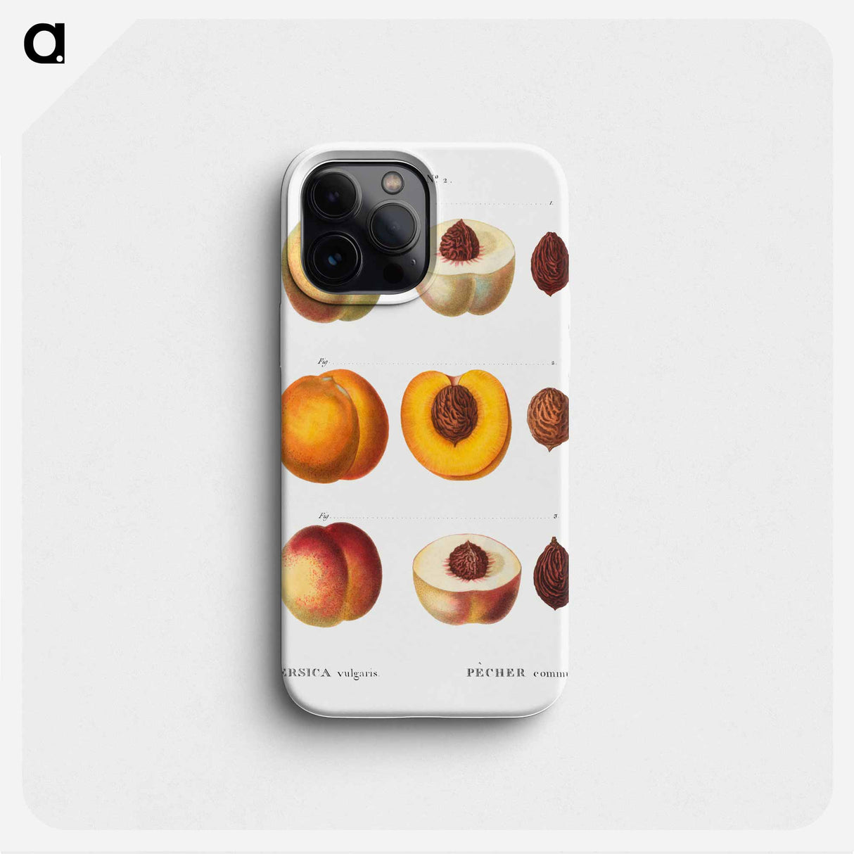 Peach (Persica vulgaris) - ピエール ジョゼフ ルドゥーテ Phone Case.