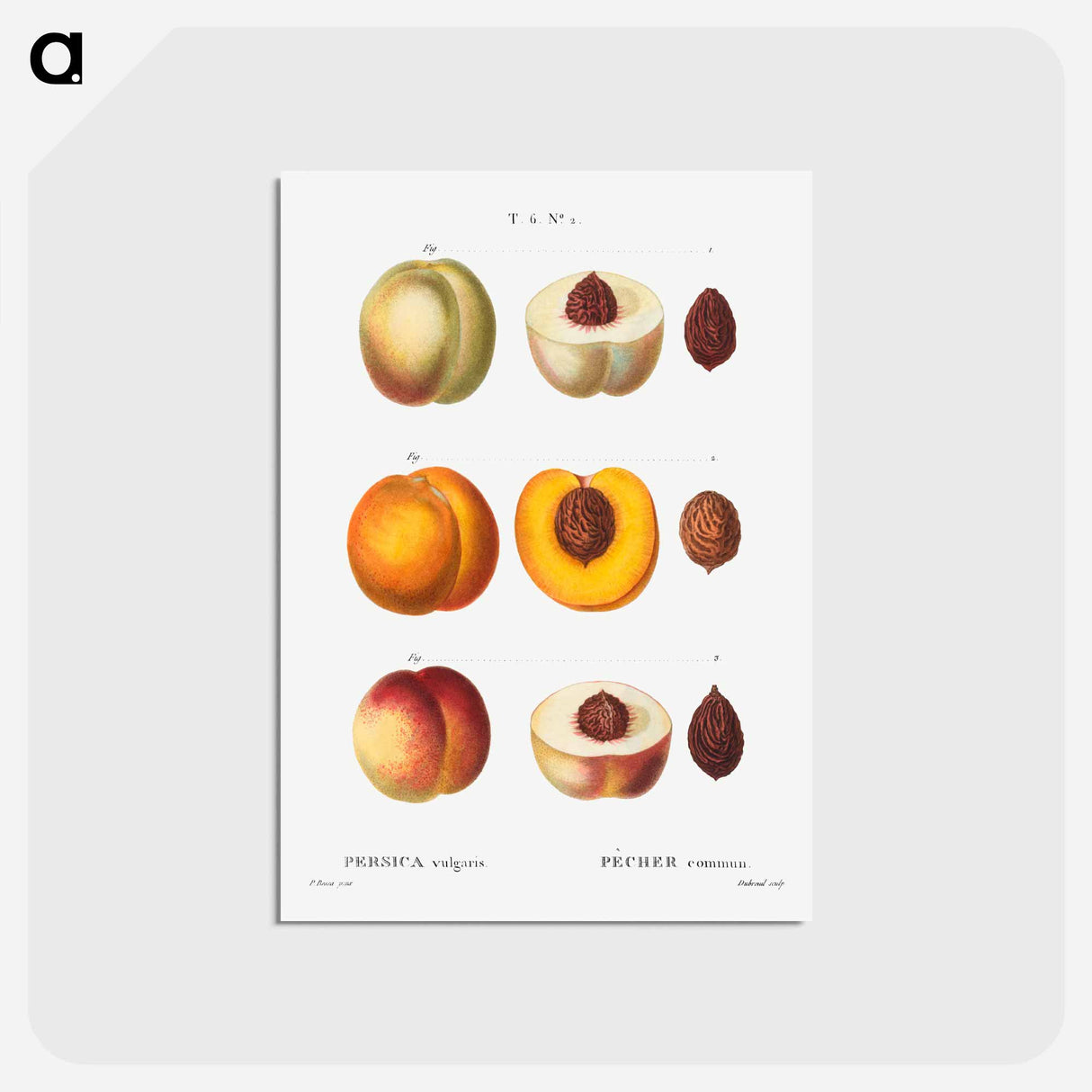 アートポストカード-Peach (Persica vulgaris) - ピエール ジョゼフ ルドゥーテ Postcard.