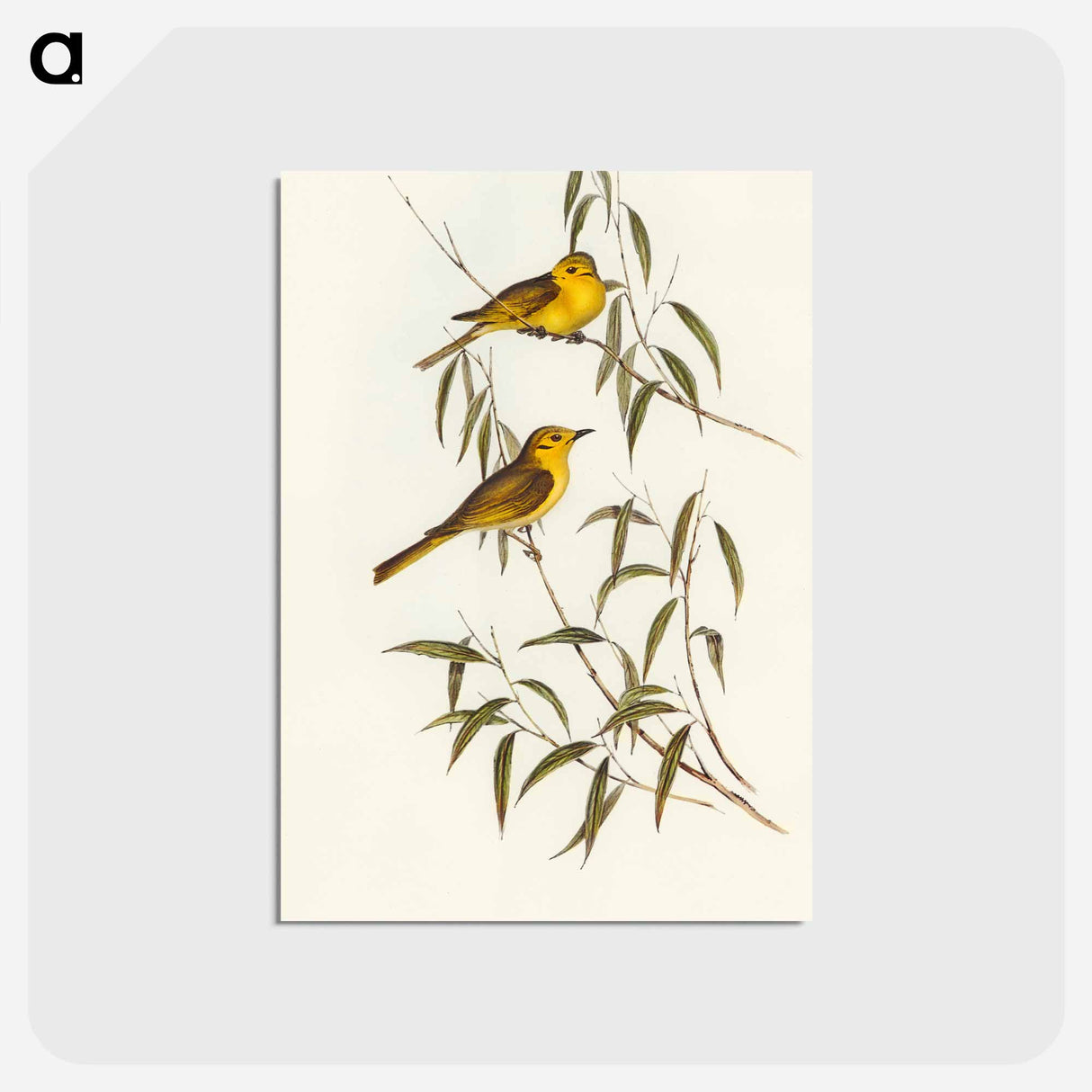 アートポストカード-Yellow-tinted Honey-eater
- オーストラリアの鳥 Postcard.