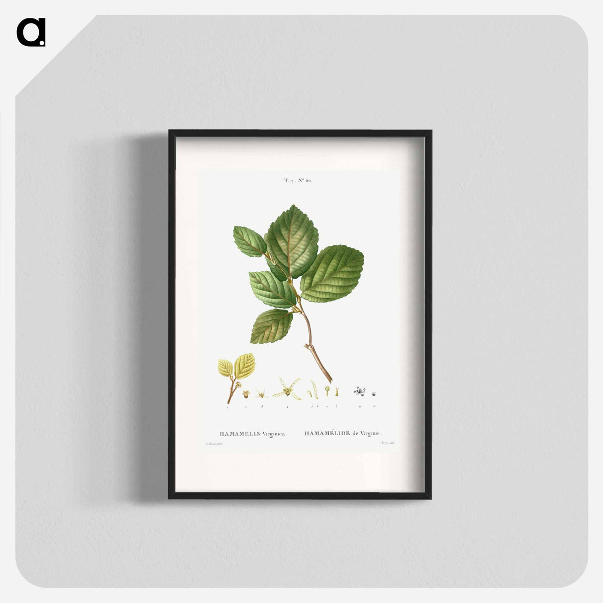 Witch-hazel - Pierre Joseph Redouté Poster.