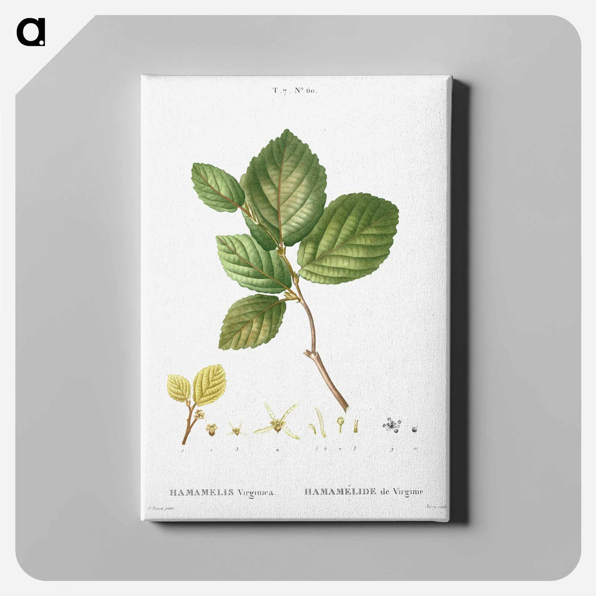 Witch-hazel - Pierre-Joseph Redouté Canvas.