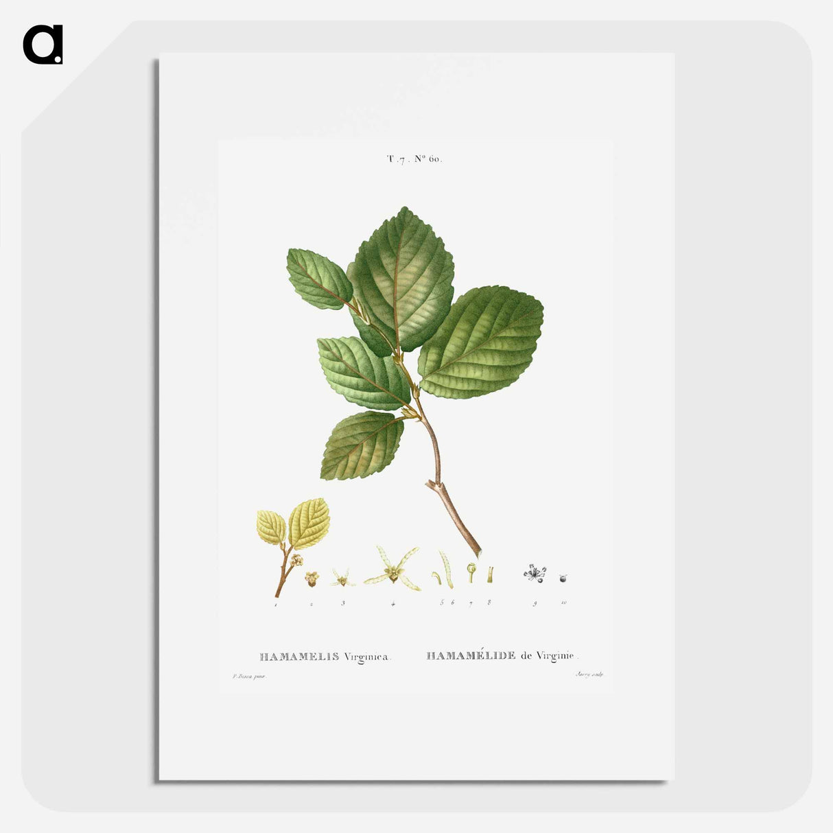 Witch-hazel - Pierre Joseph Redouté Poster.