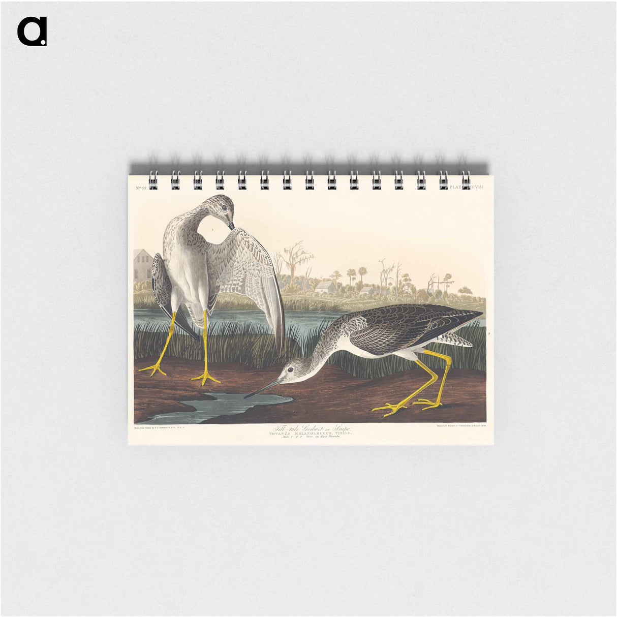 アートメモ帳-Tell-tale Godwit or Snipe from Birds of America
- アメリカの鳥たち Memo.