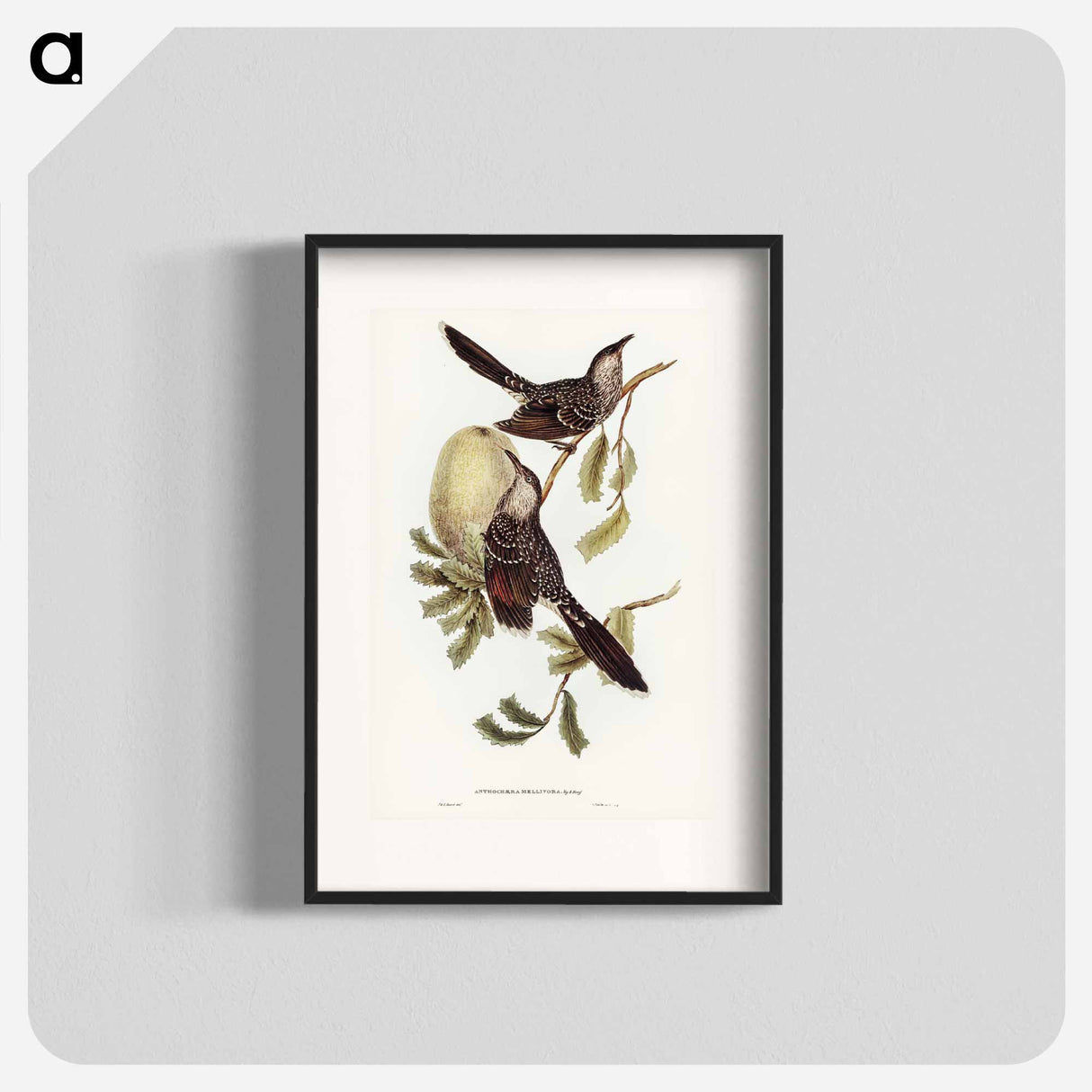 アートポスター-Brush Wattle Bird
- オーストラリアの鳥 Poster.