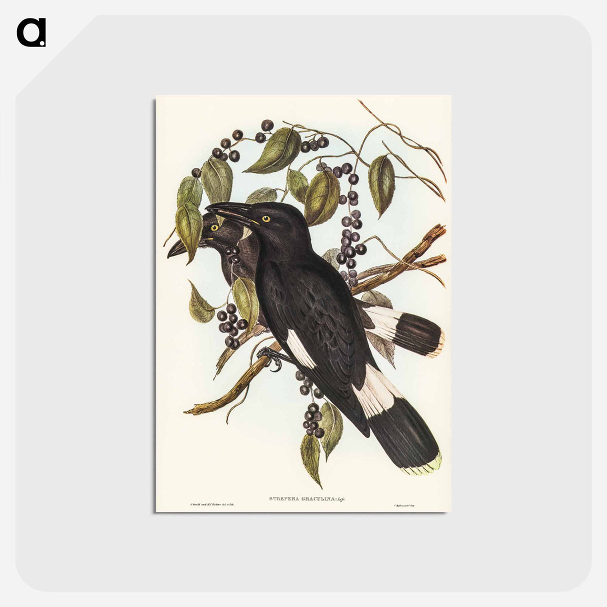アートポストカード-Great Crow-Shrike
- ジョン グールド Postcard.