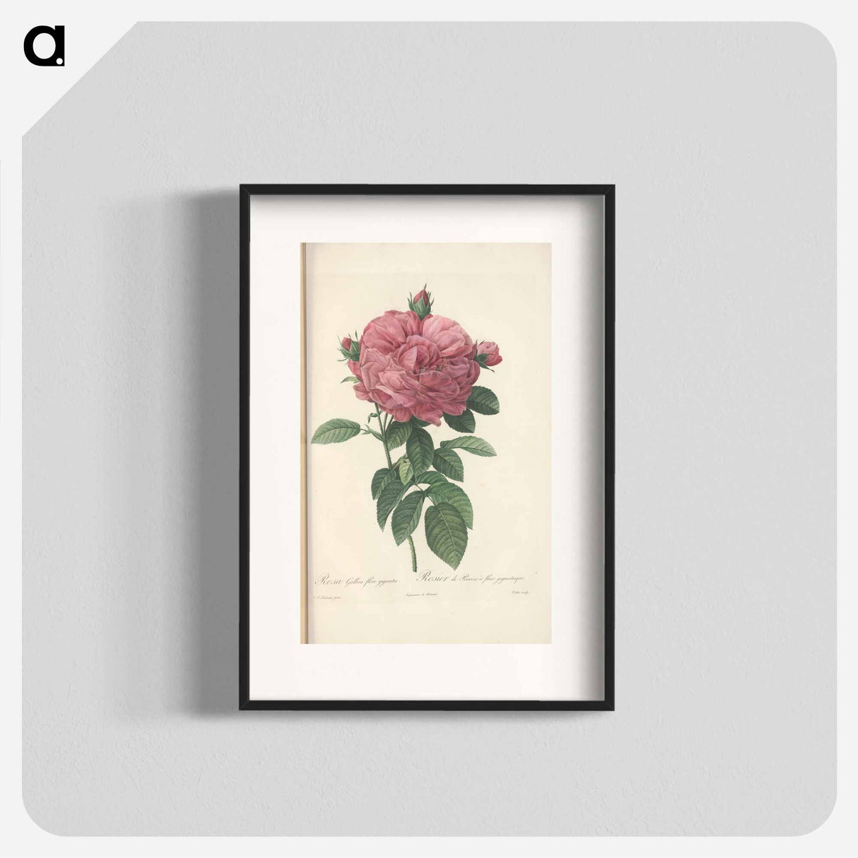 Rose illustration - ピエール ジョゼフ ルドゥーテ Poster.