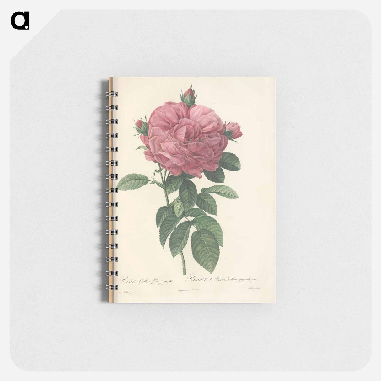 Rose illustration - ピエール ジョゼフ ルドゥーテ Memo.