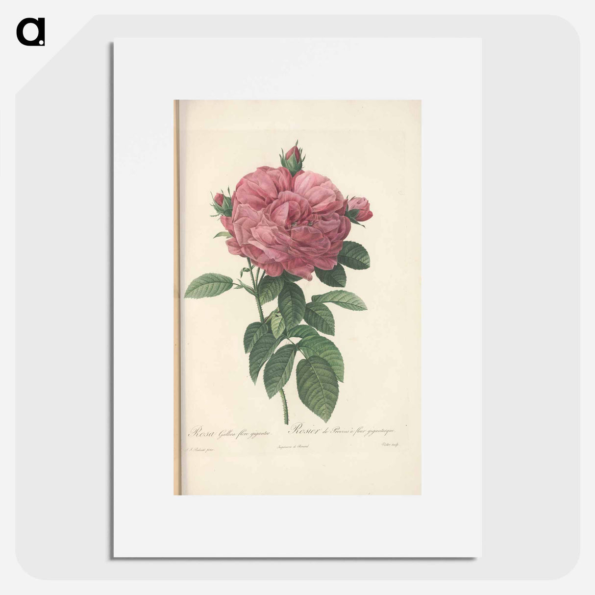 Rose illustration - ピエール ジョゼフ ルドゥーテ Poster.