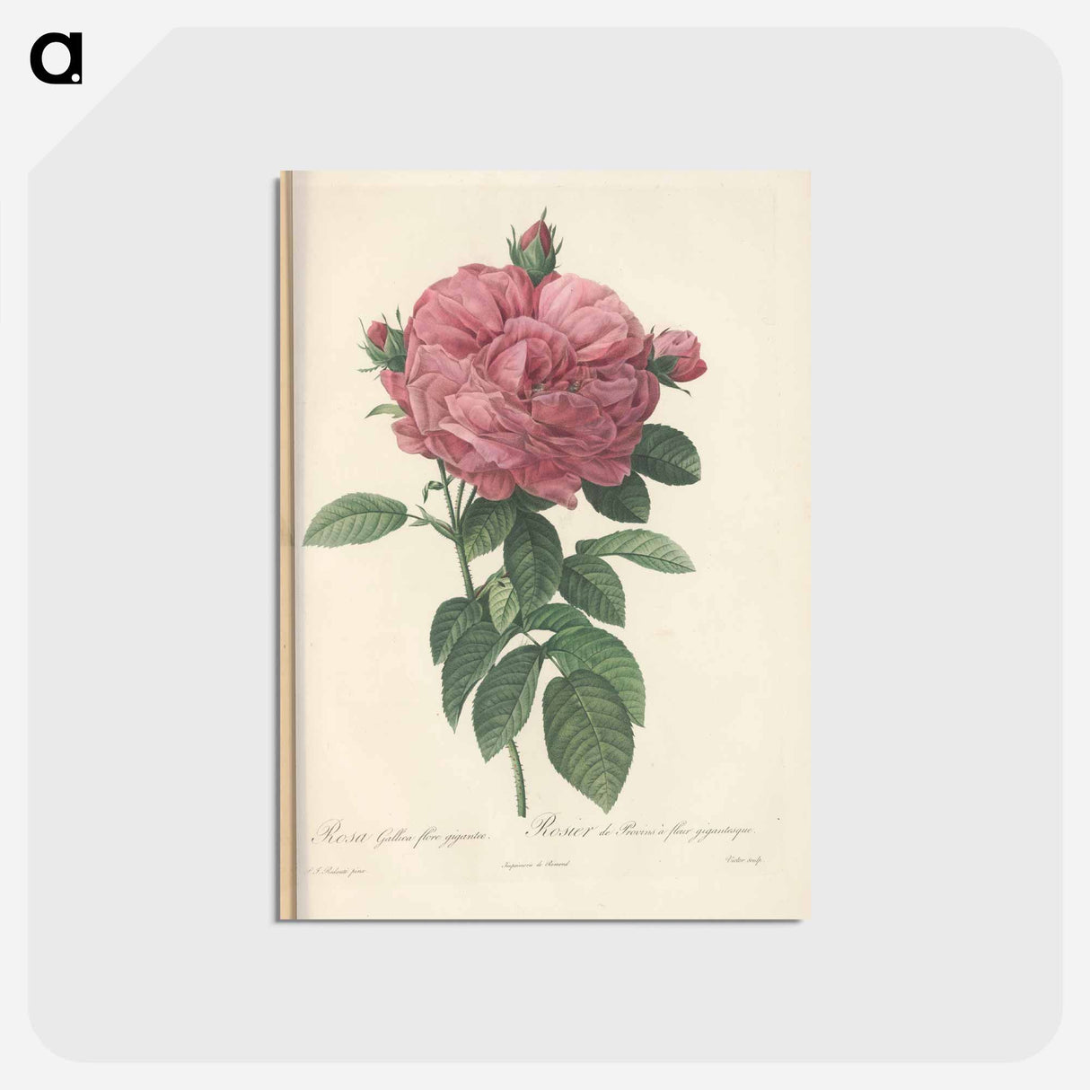 アートポストカード-Rose illustration - ピエール ジョゼフ ルドゥーテ Postcard.