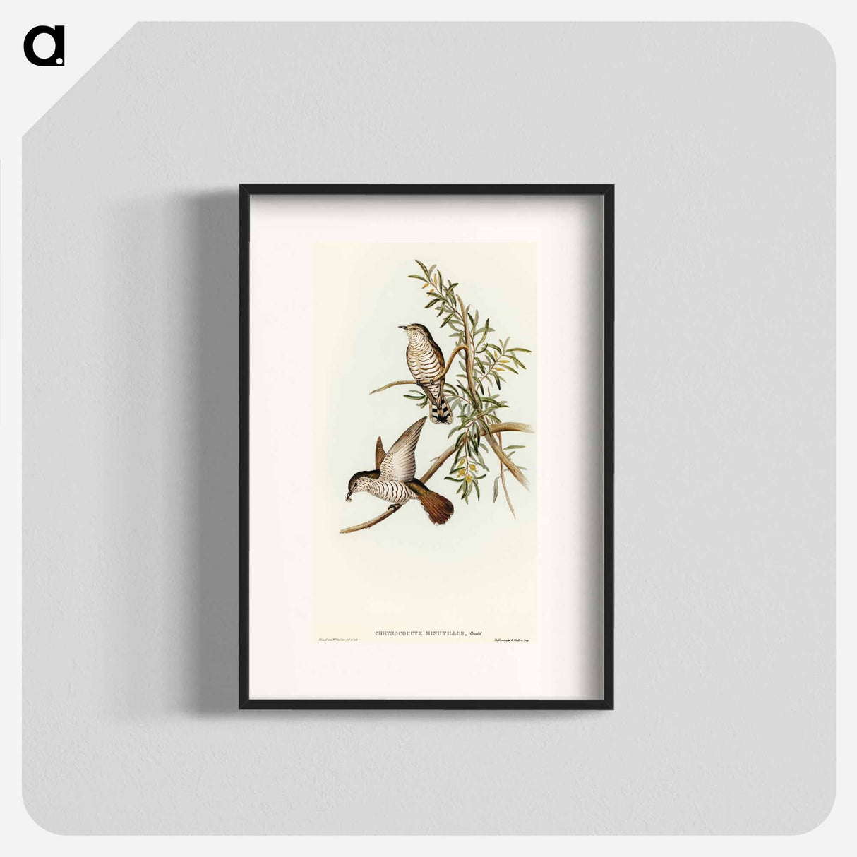 Little Cuckoo
- オーストラリアの鳥 Poster.