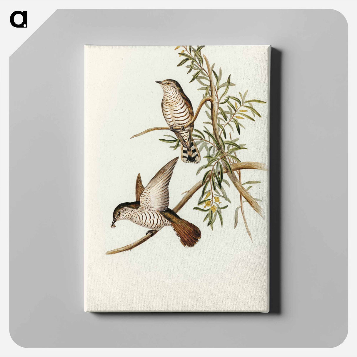 Little Cuckoo
- オーストラリアの鳥 Canvas.