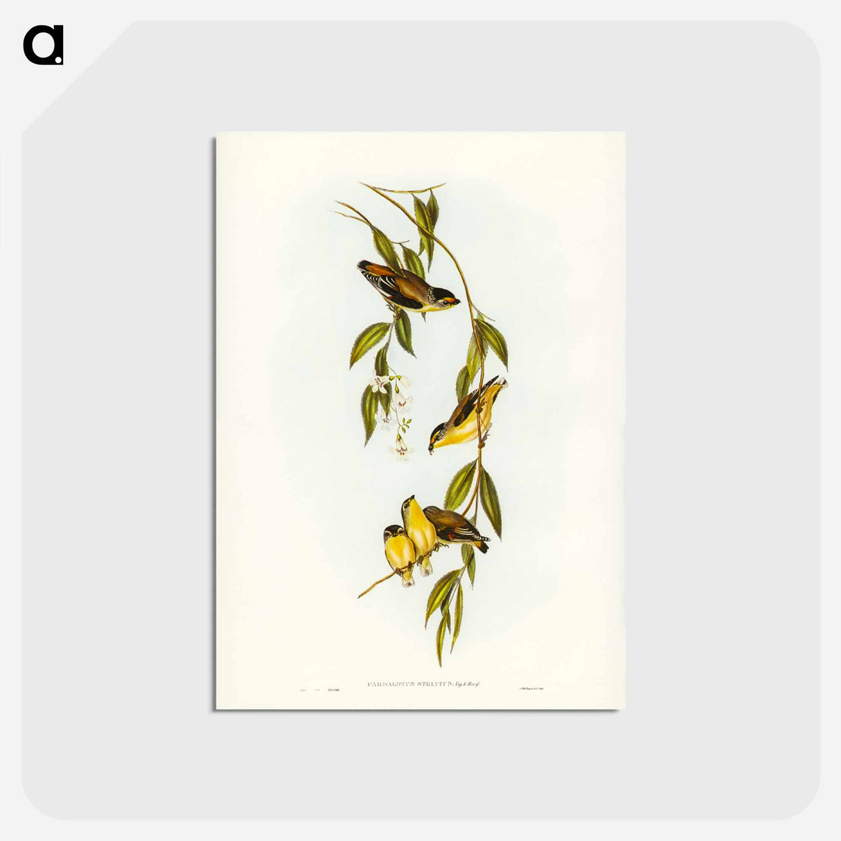 アートポストカード-Striated Pardalote
- ジョン グールド Postcard.