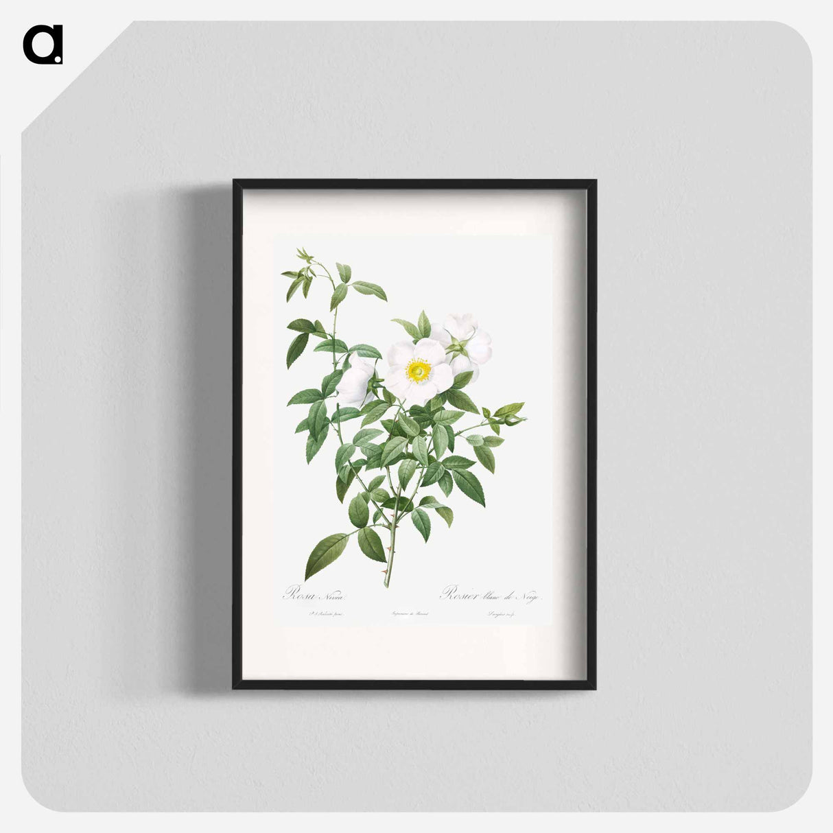 アートポスター-Cherokee Rose - ピエール ジョゼフ ルドゥーテ Poster.