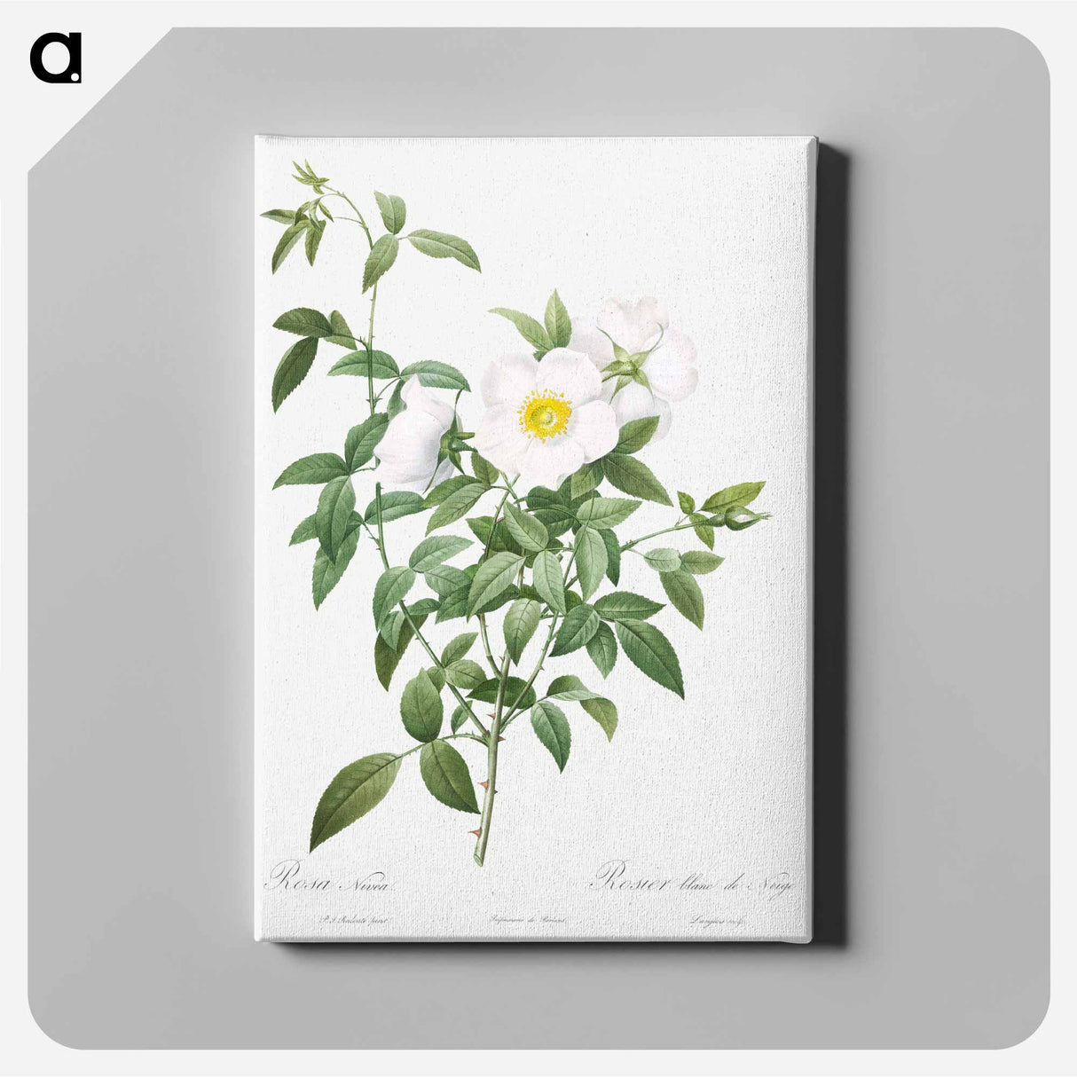 アートパネル-Cherokee Rose - ピエール ジョゼフ ルドゥーテ Canvas.