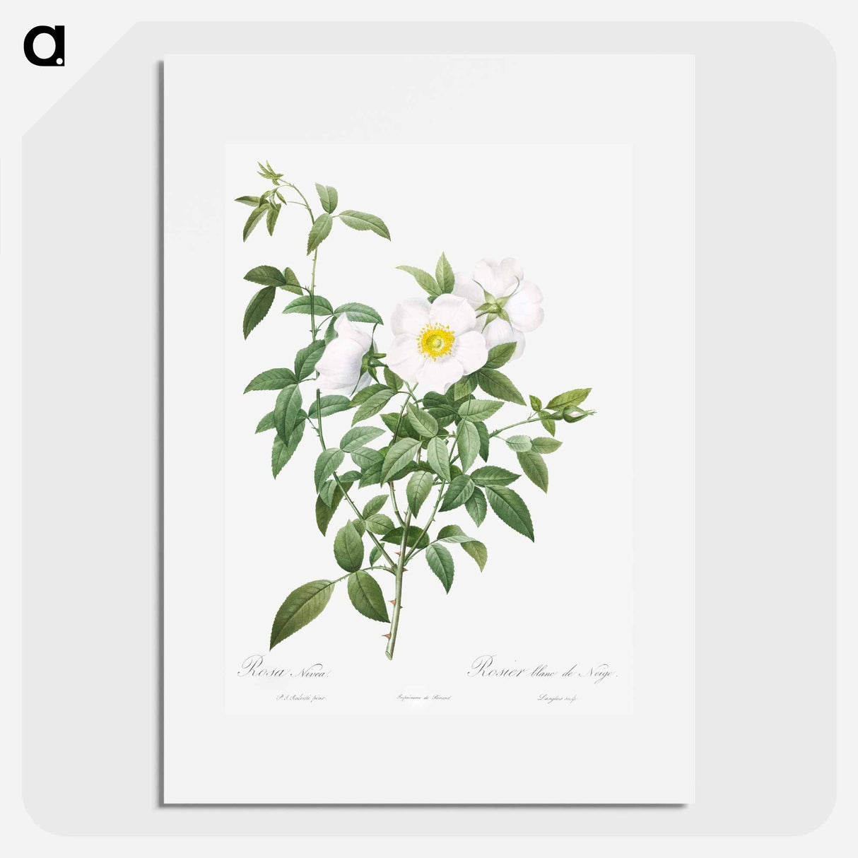 アートポスター-Cherokee Rose - ピエール ジョゼフ ルドゥーテ Poster.