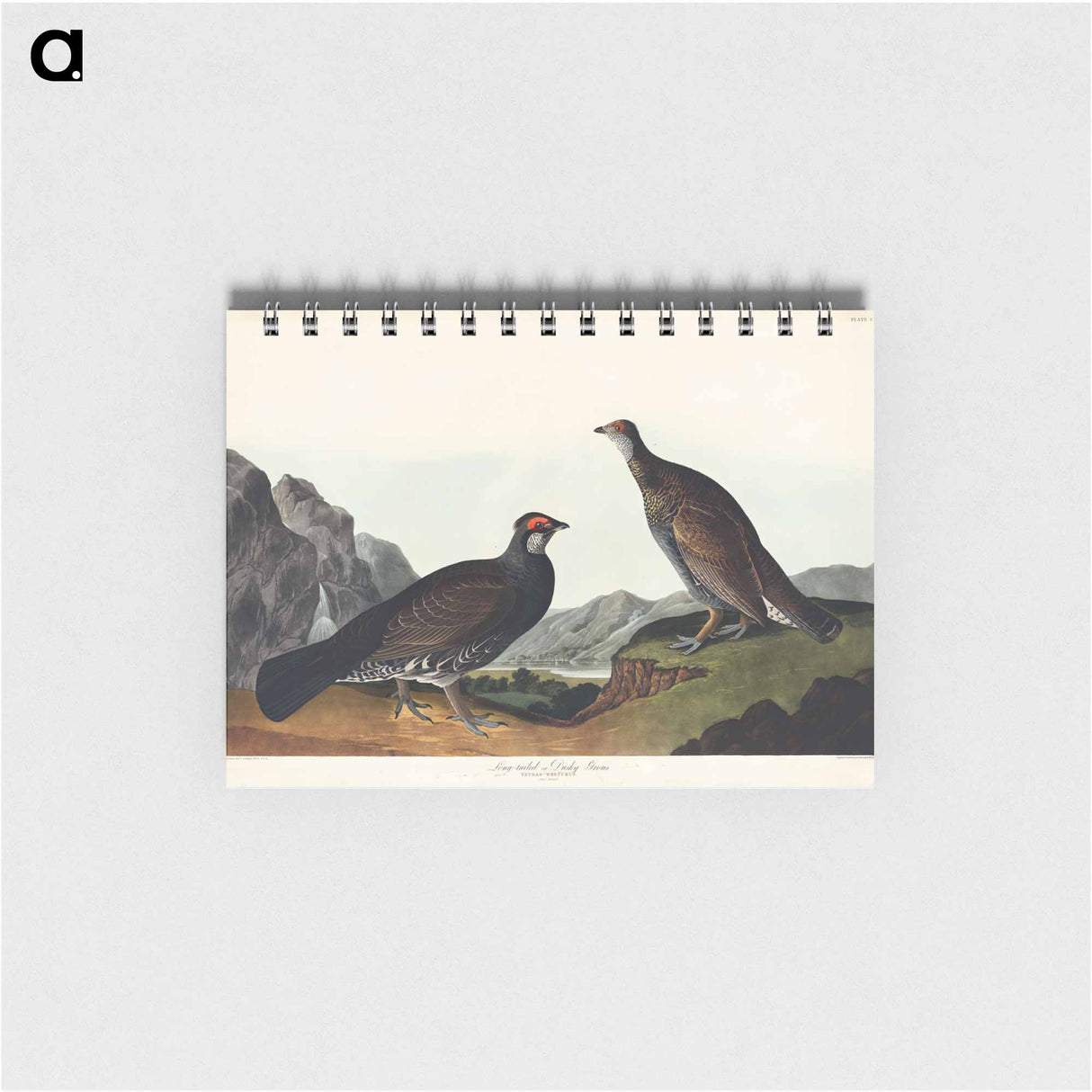 アートメモ帳-Long-tailed or Dusky Grous from Birds of America
- アメリカの鳥たち Memo.