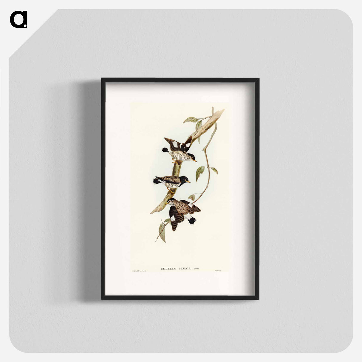 Striated Sittella
- オーストラリアの鳥 Poster.