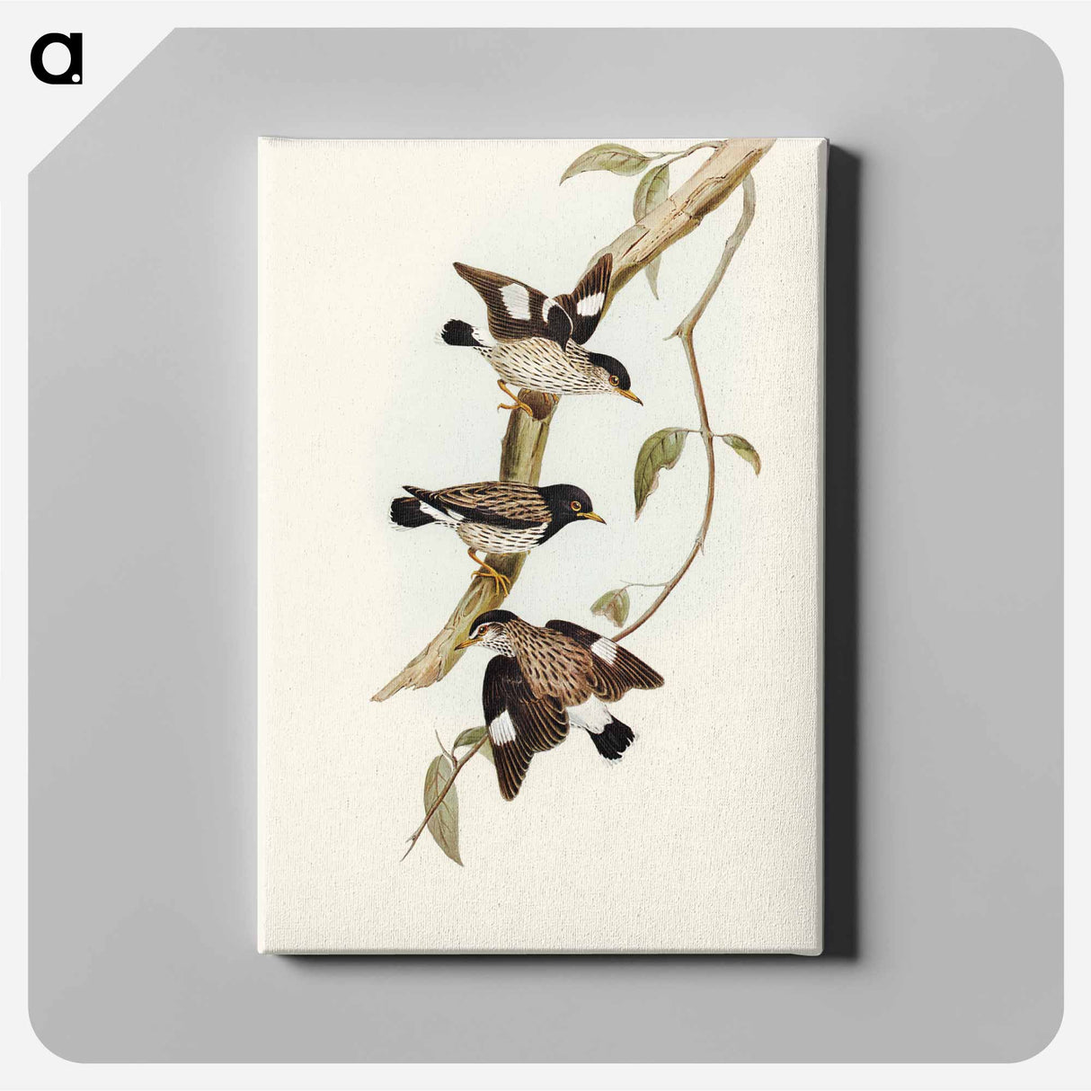 Striated Sittella
- オーストラリアの鳥 Canvas.